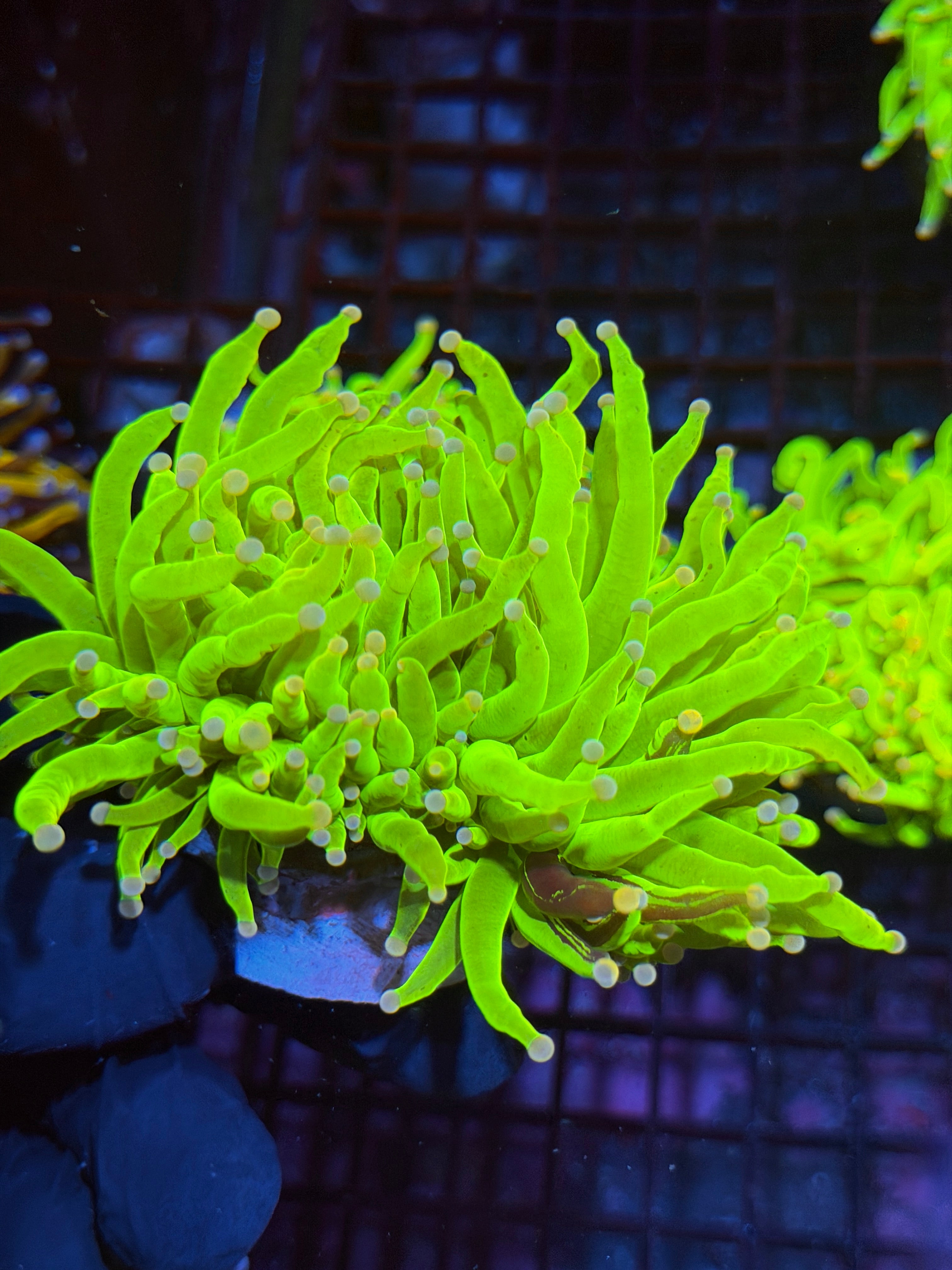 JEA Grafted Skittles Holy Grail Torch Coral 2 Heads XXL