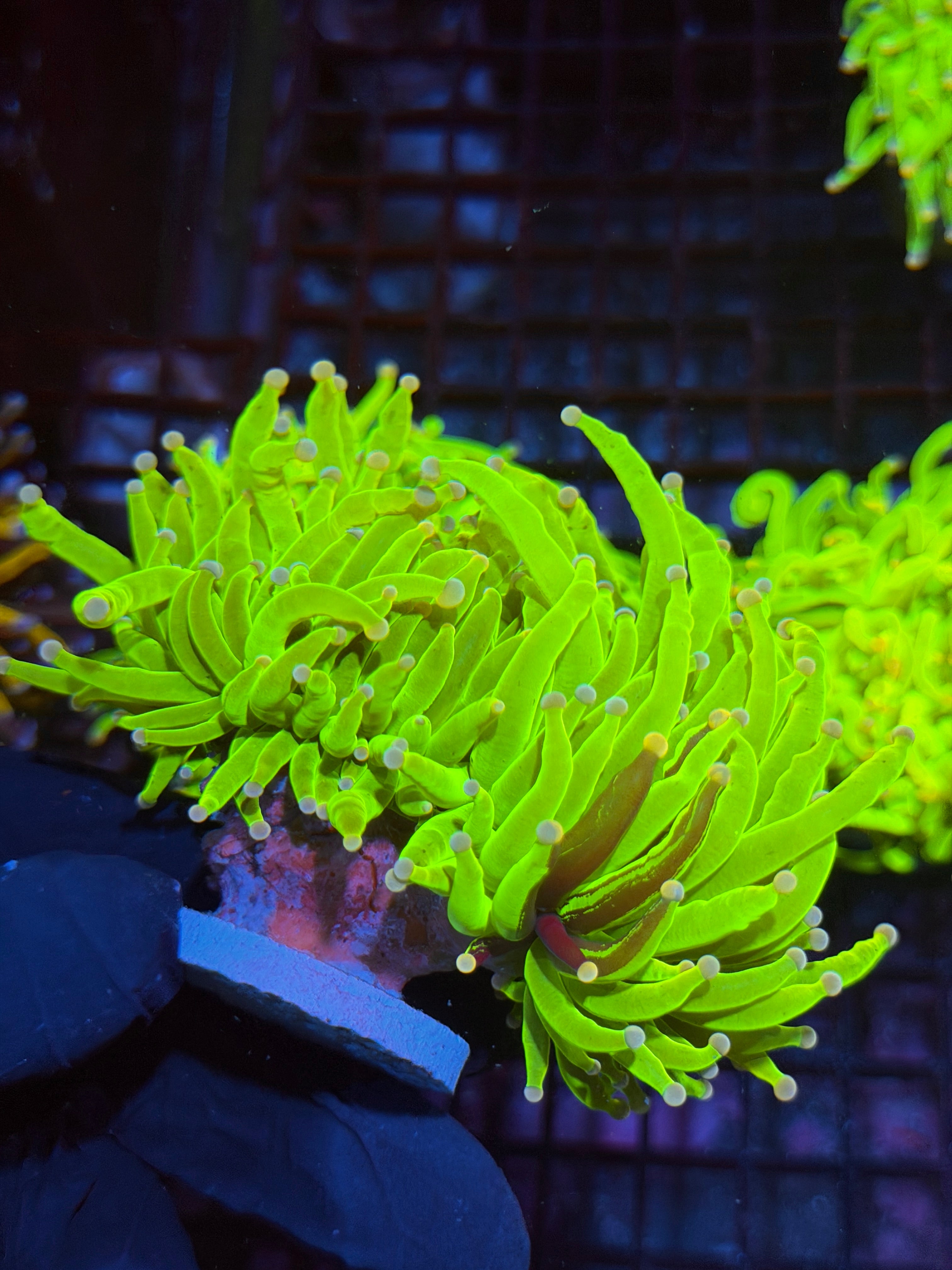 JEA Grafted Skittles Holy Grail Torch Coral 2 Heads XXL