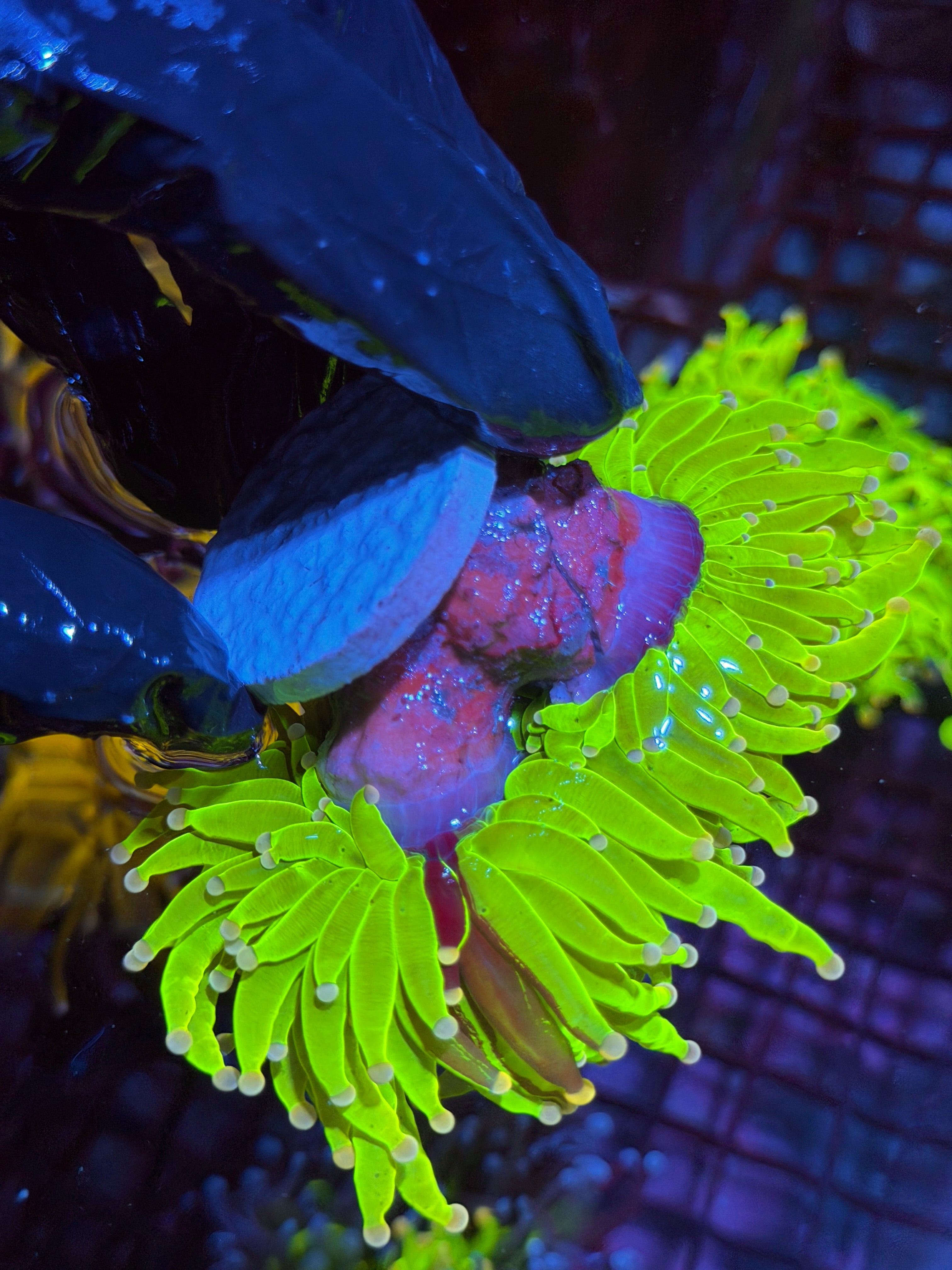 JEA Grafted Skittles Holy Grail Torch Coral 2 Heads XXL
