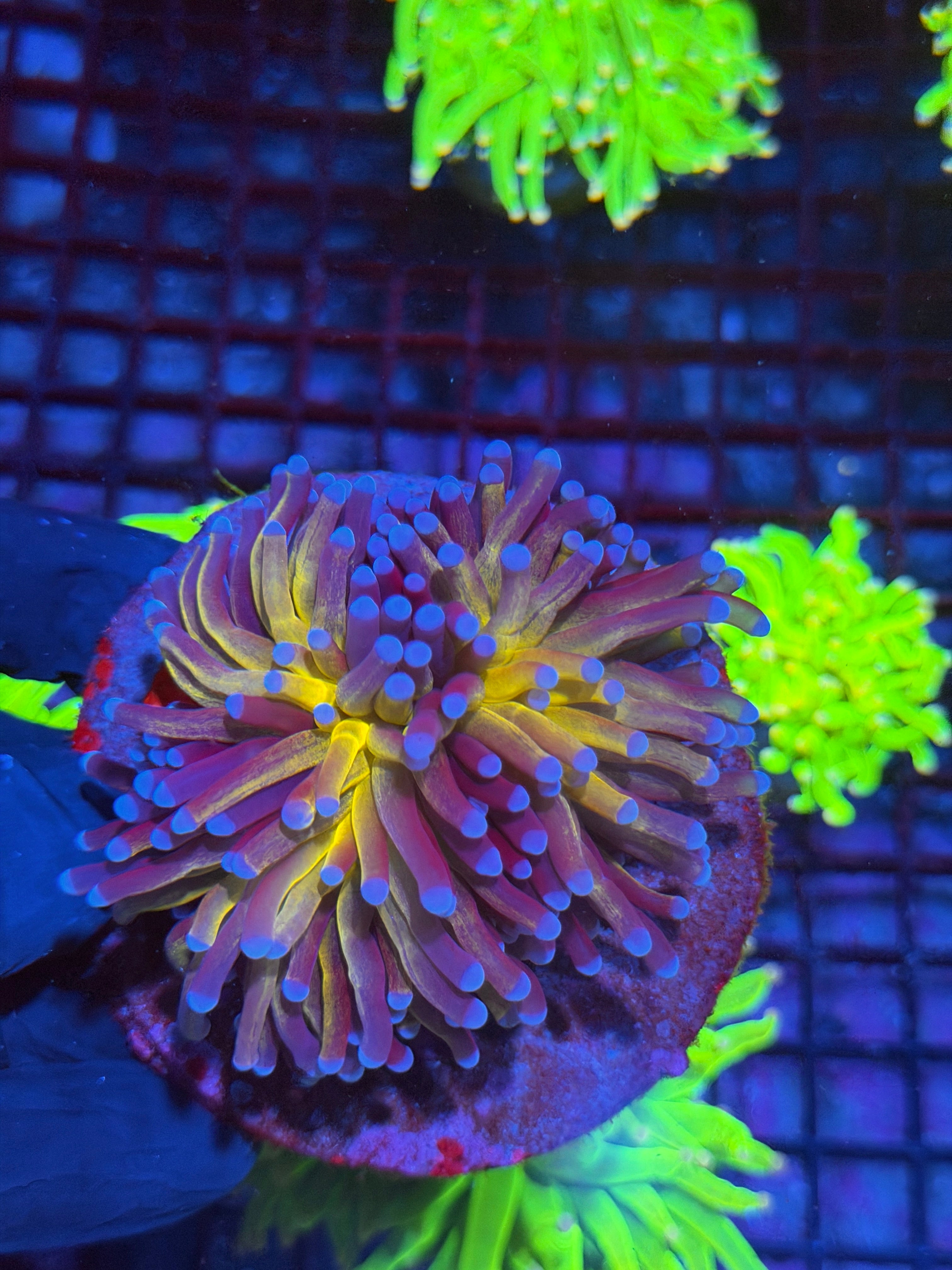 JEA Grafted Orange Tiger Torch Coral 2 Heads Splitting *Flesh Down To Base*