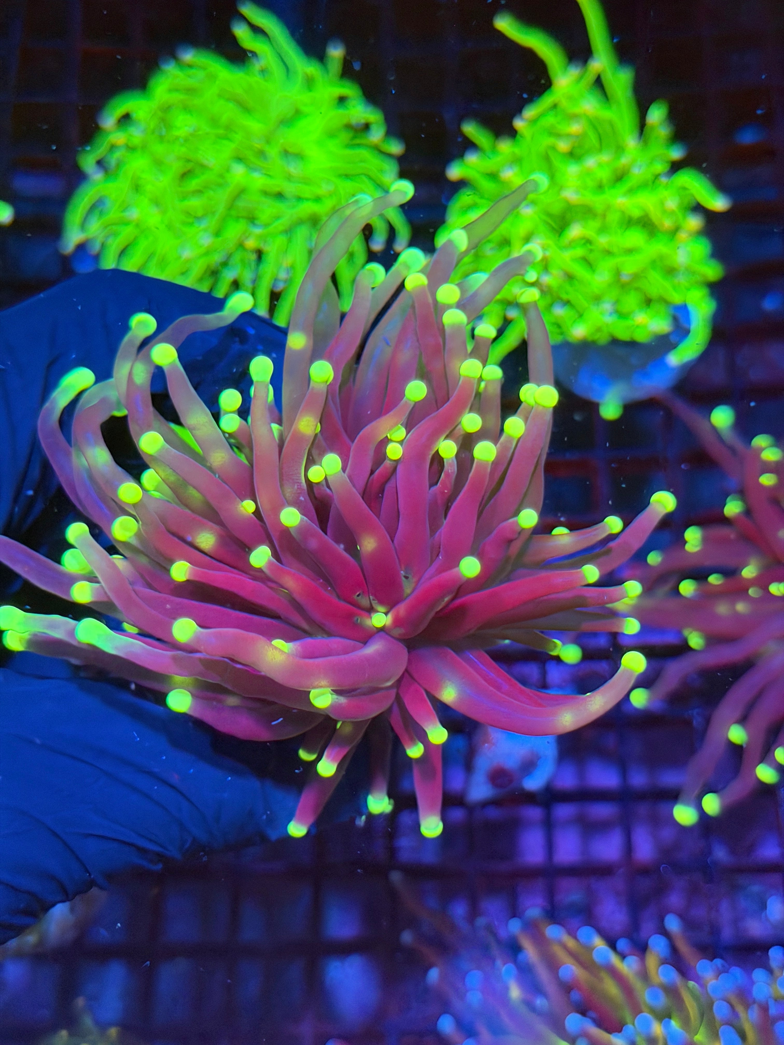 JEA Wolverine Torch Coral 1 XL Head
