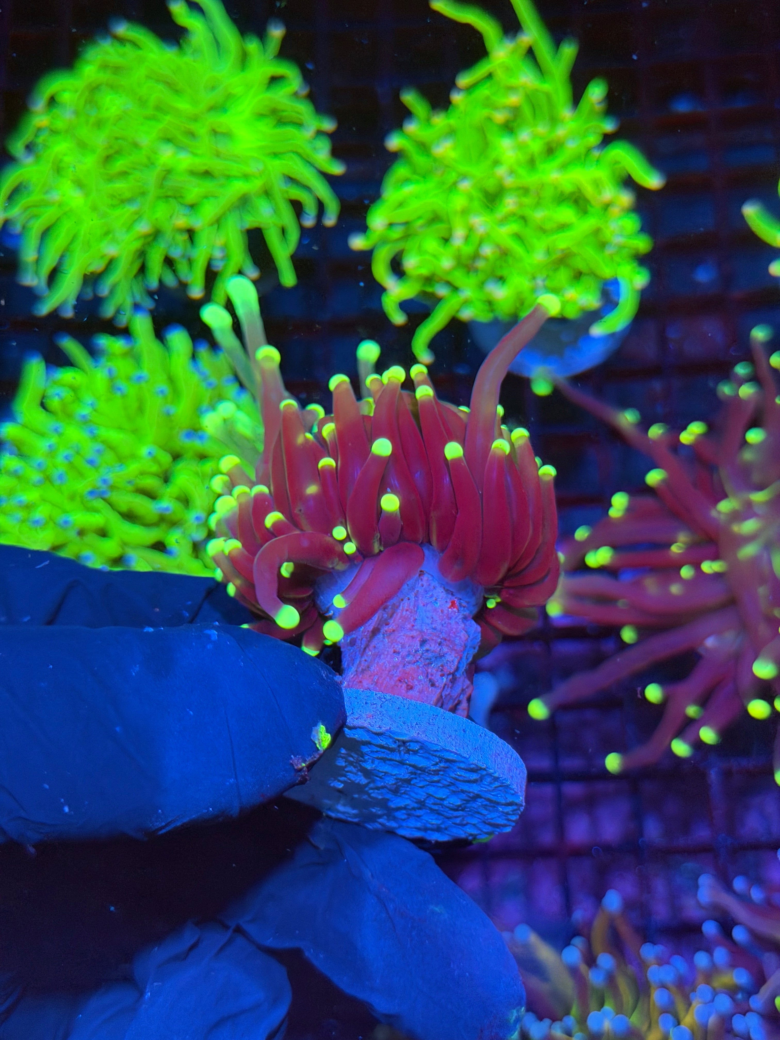 JEA Wolverine Torch Coral 1 XL Head
