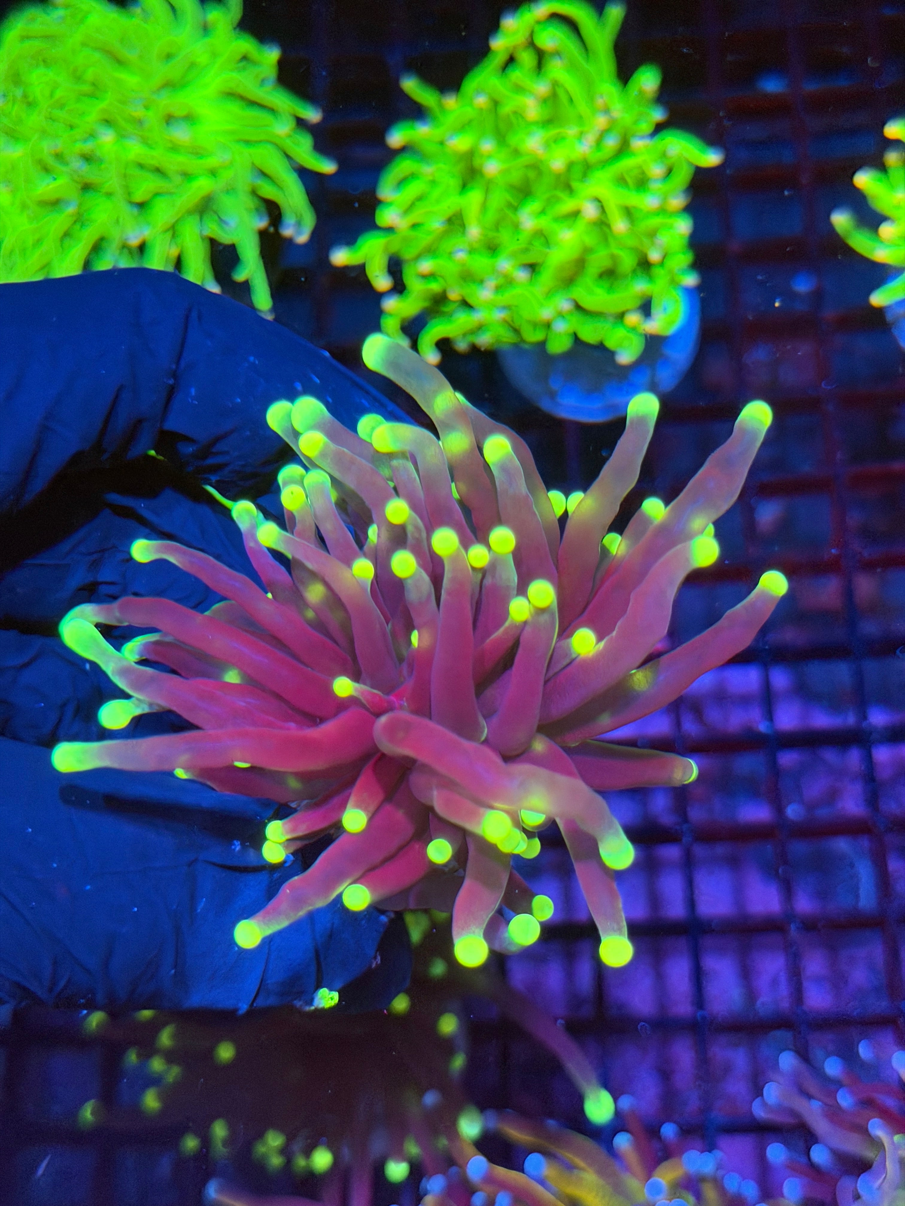 JEA Wolverine Torch Coral 1 XL Head