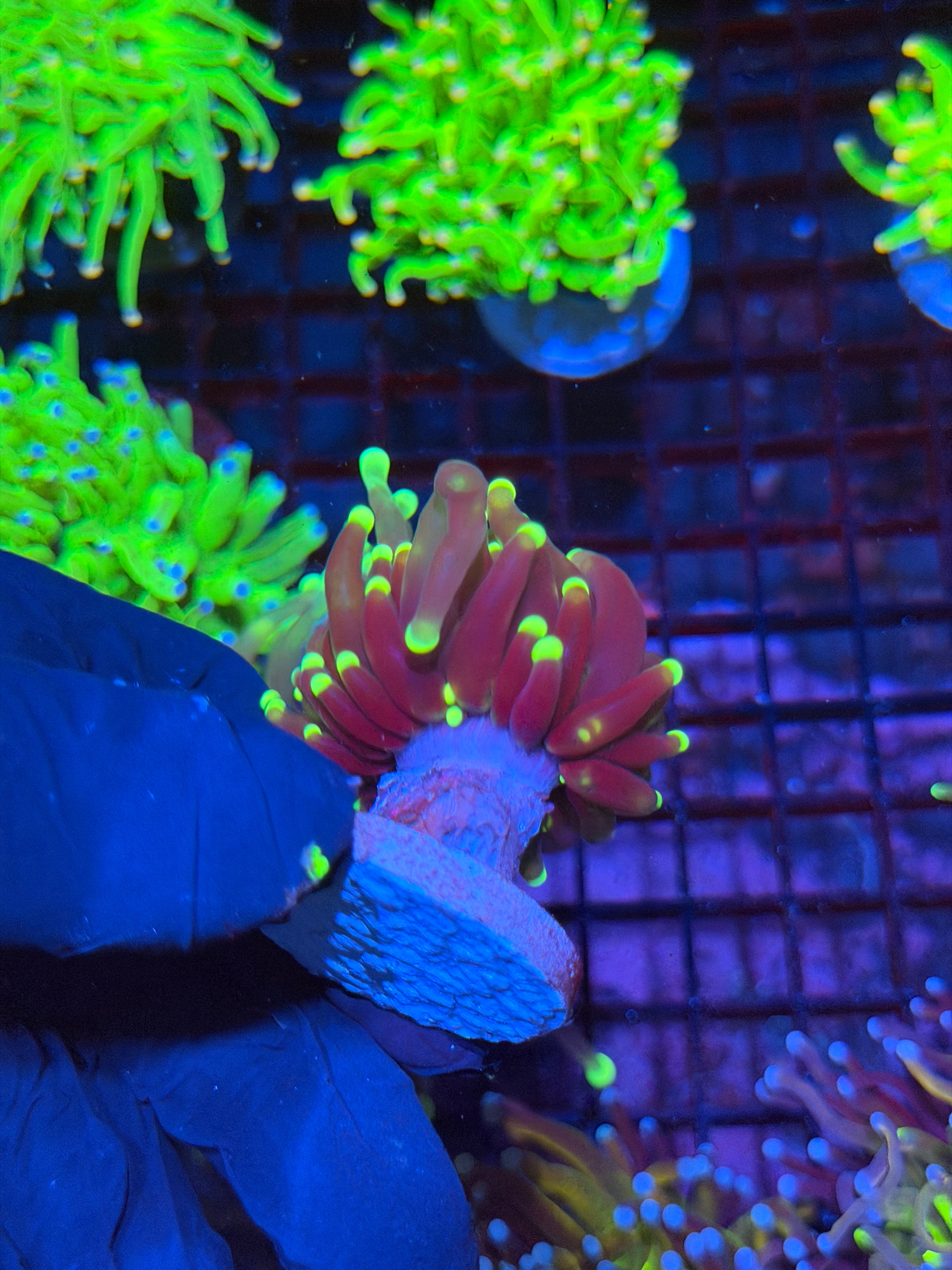 JEA Wolverine Torch Coral 1 XL Head