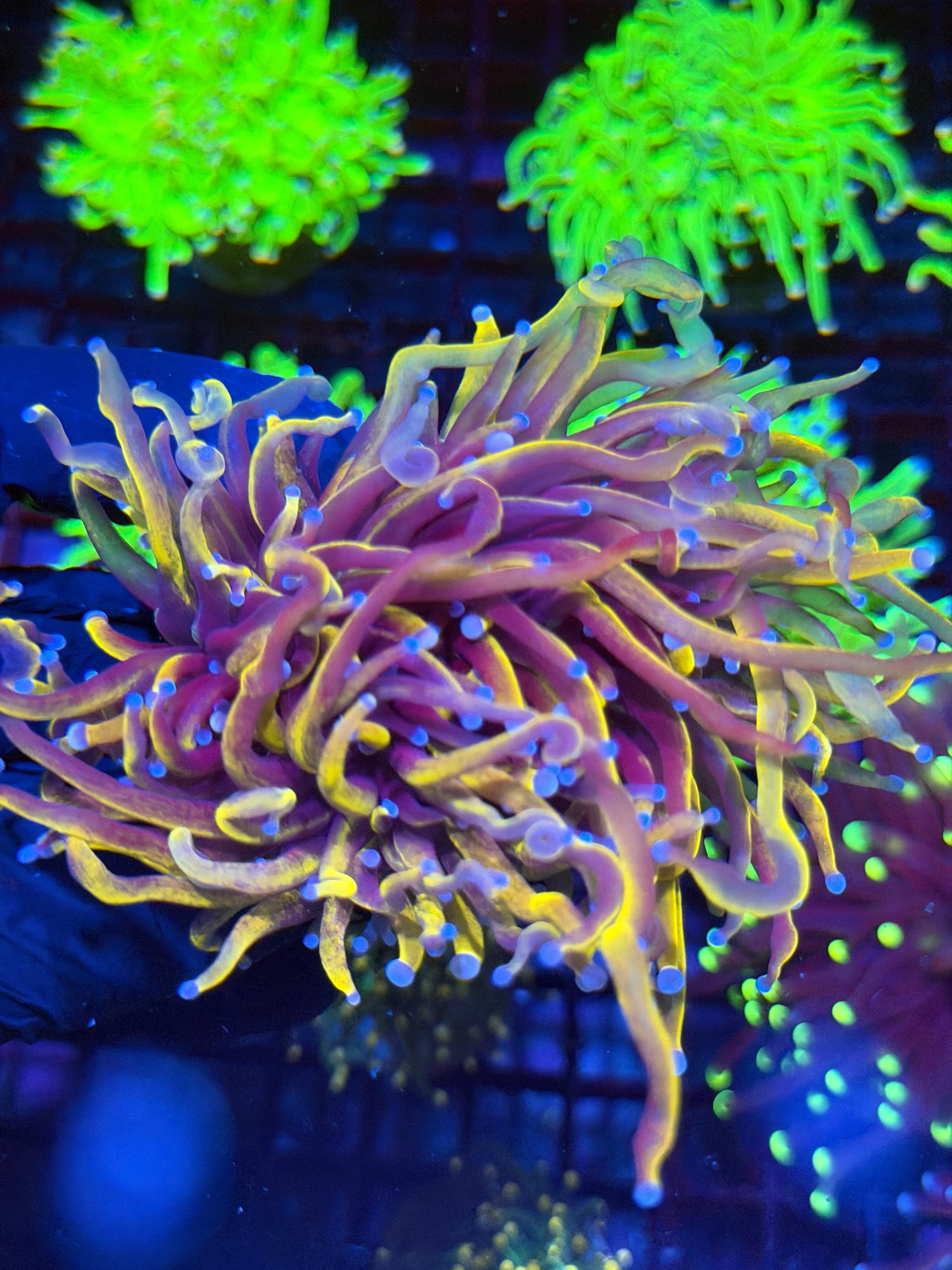 JEA Orange Peel Torch Coral 2 XL Heads