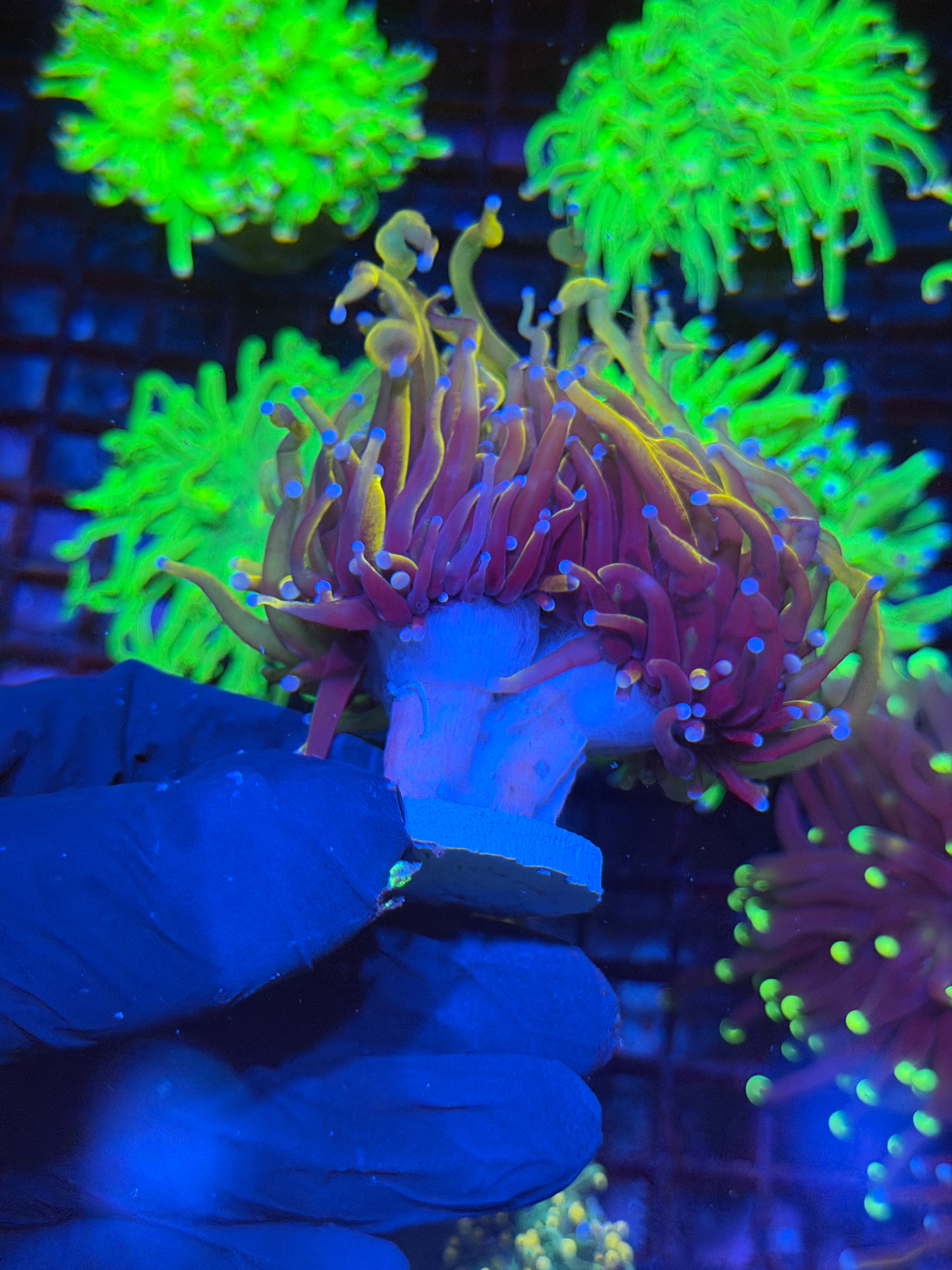 JEA Orange Peel Torch Coral 2 XL Heads
