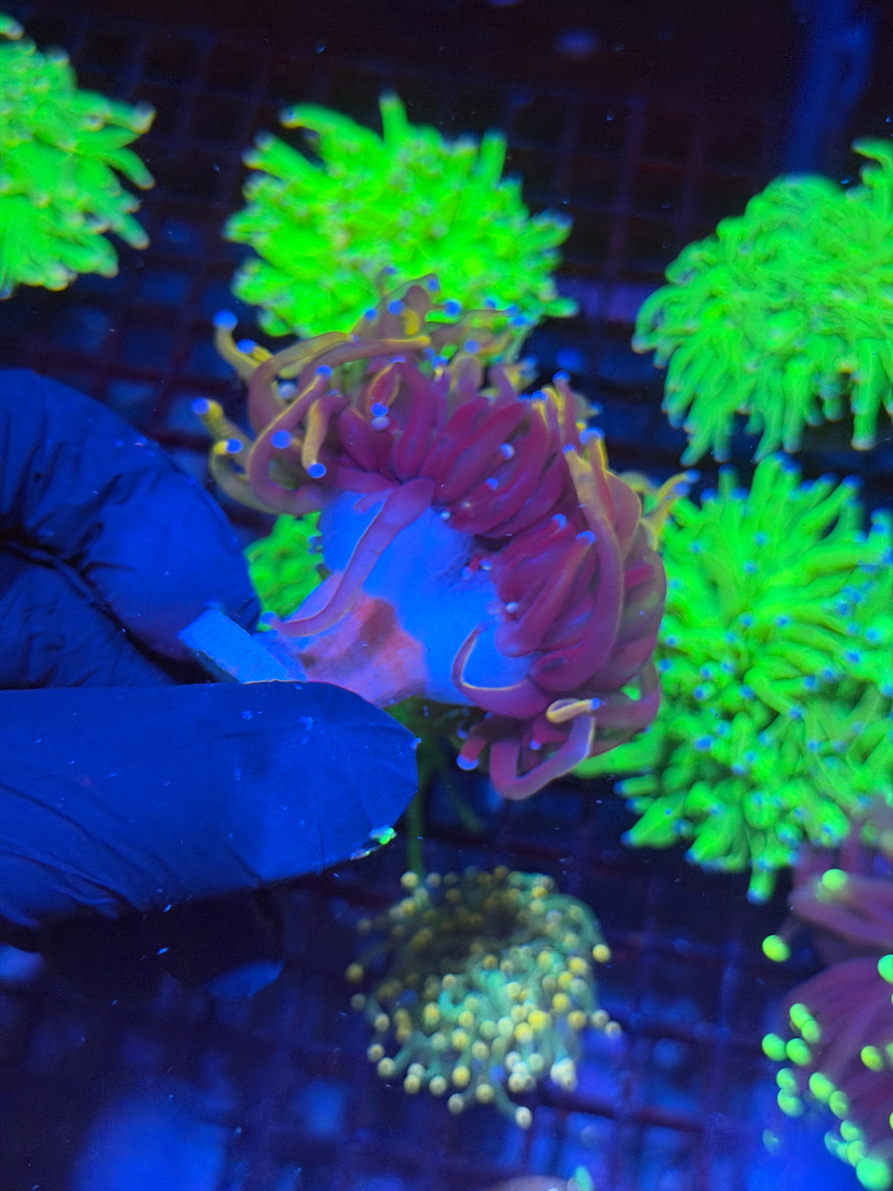 JEA Orange Peel Torch Coral 2 Heads Splitting XL