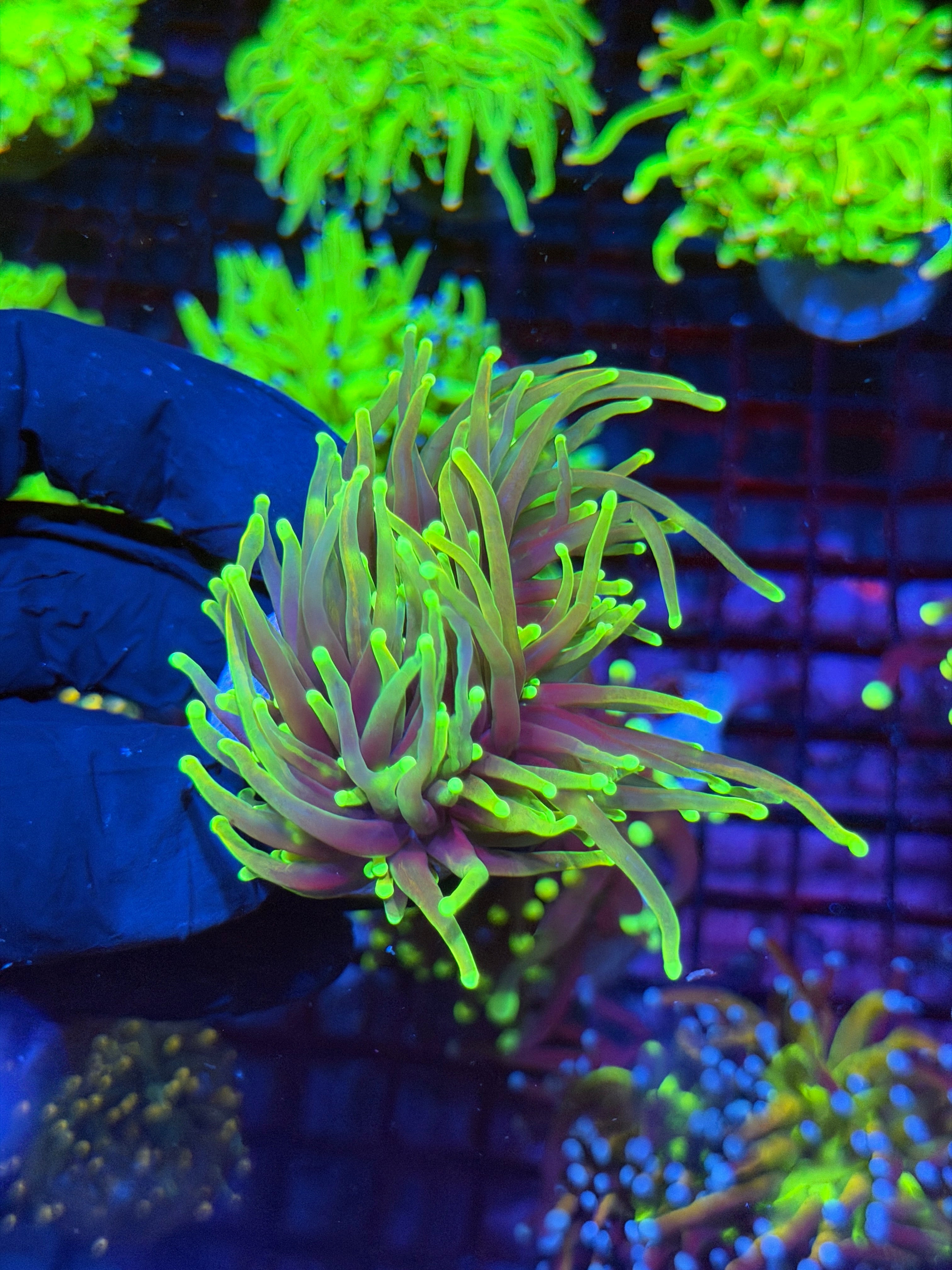 JEA Dragon Fire Torch Coral 2 Heads Xl