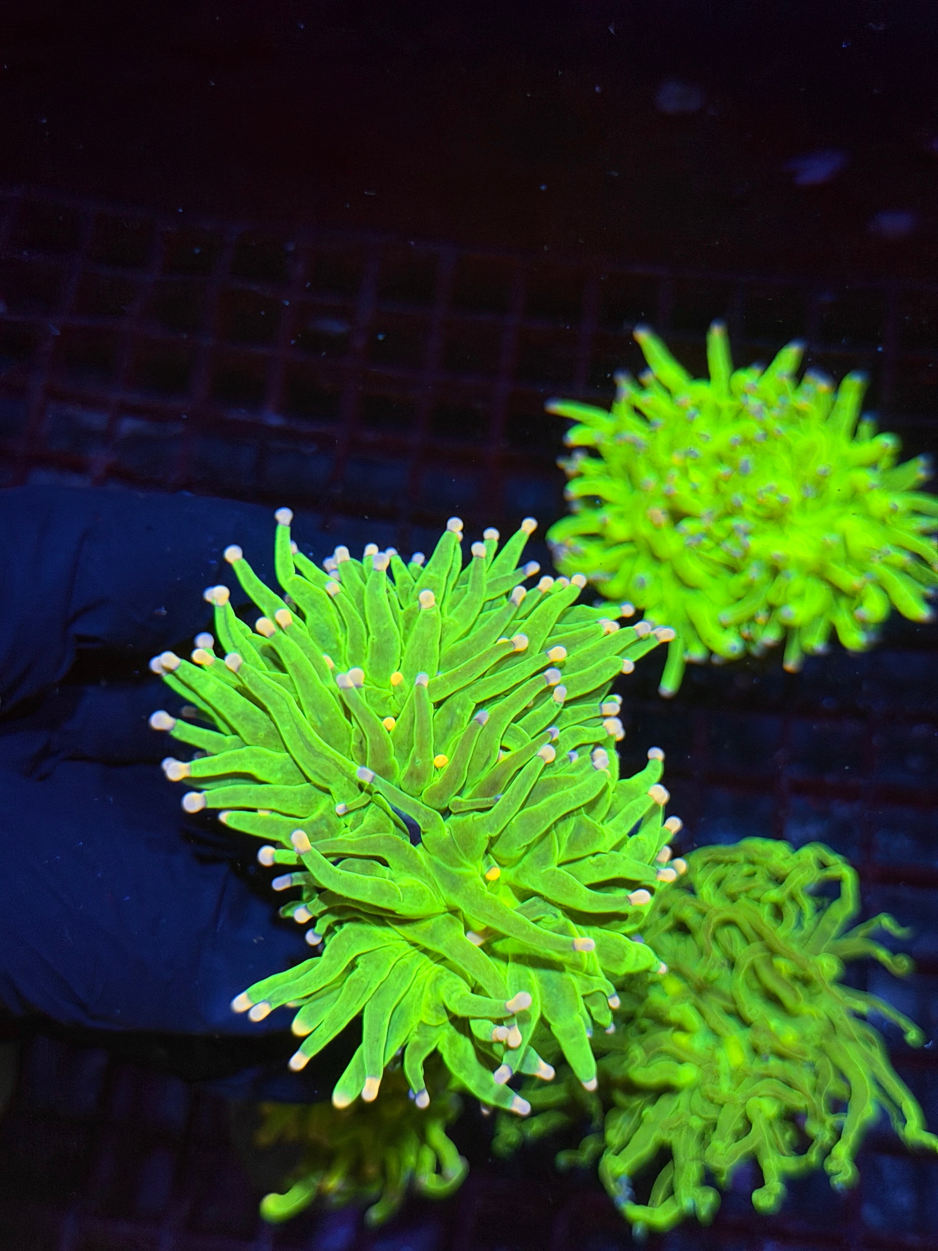 JEA Cotton Candy Torch Coral 2 Heads Splitting XXL BRIGHT