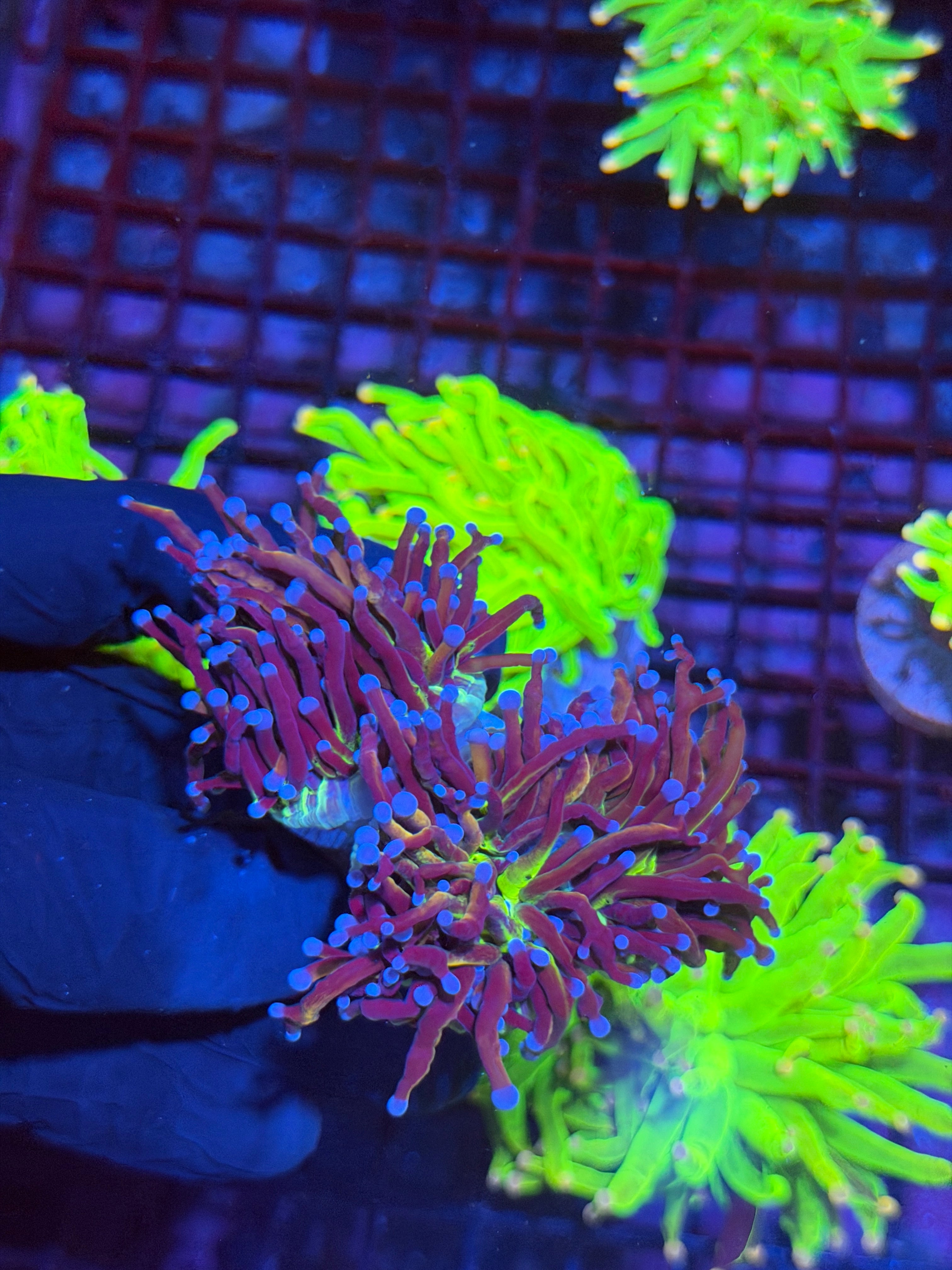 JEA Dragon God Torch Coral 2 Heads XXL Show Size BRIGHT