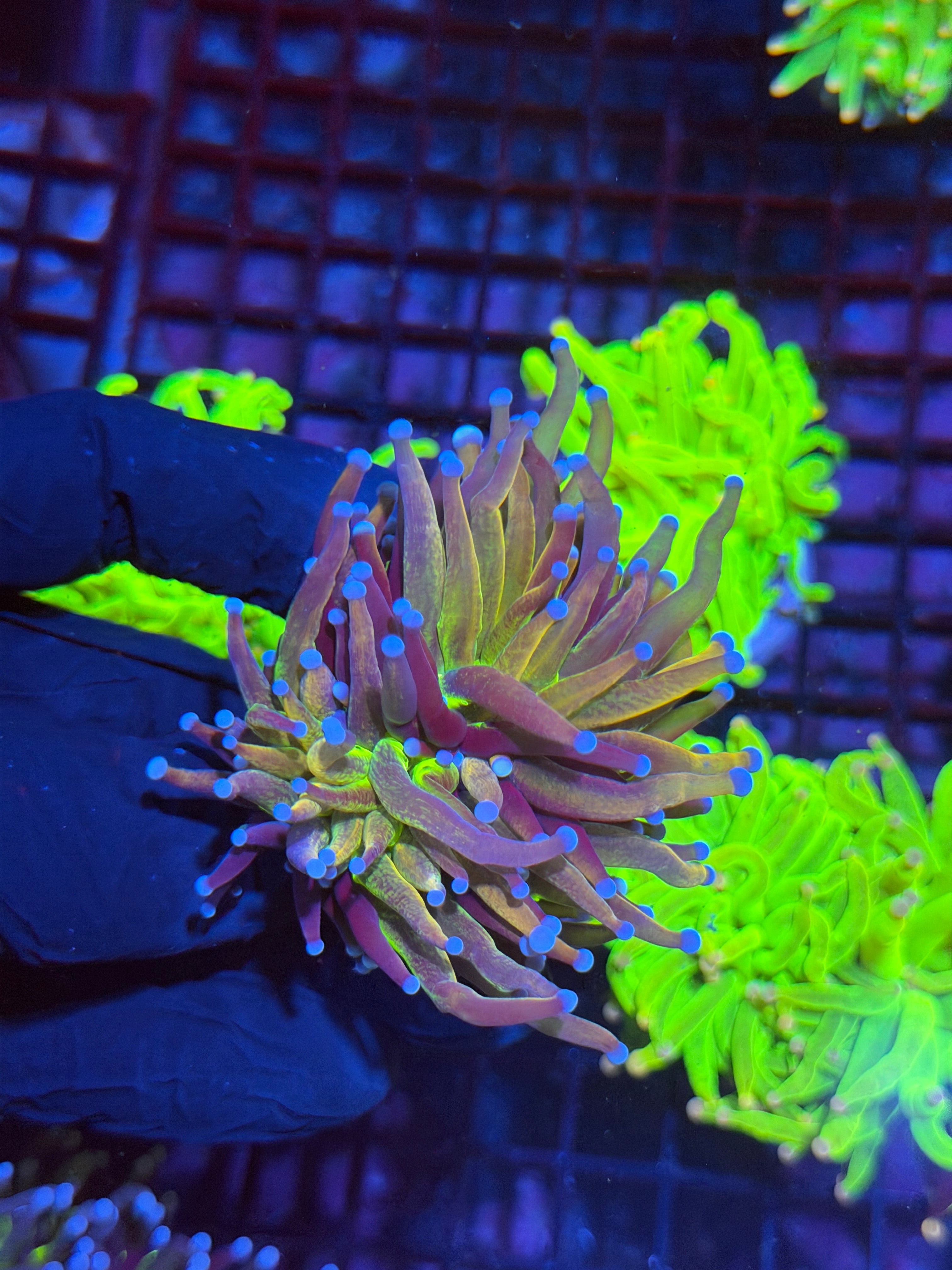 JEA Dragon God Torch Coral 1 XL Head Splitting