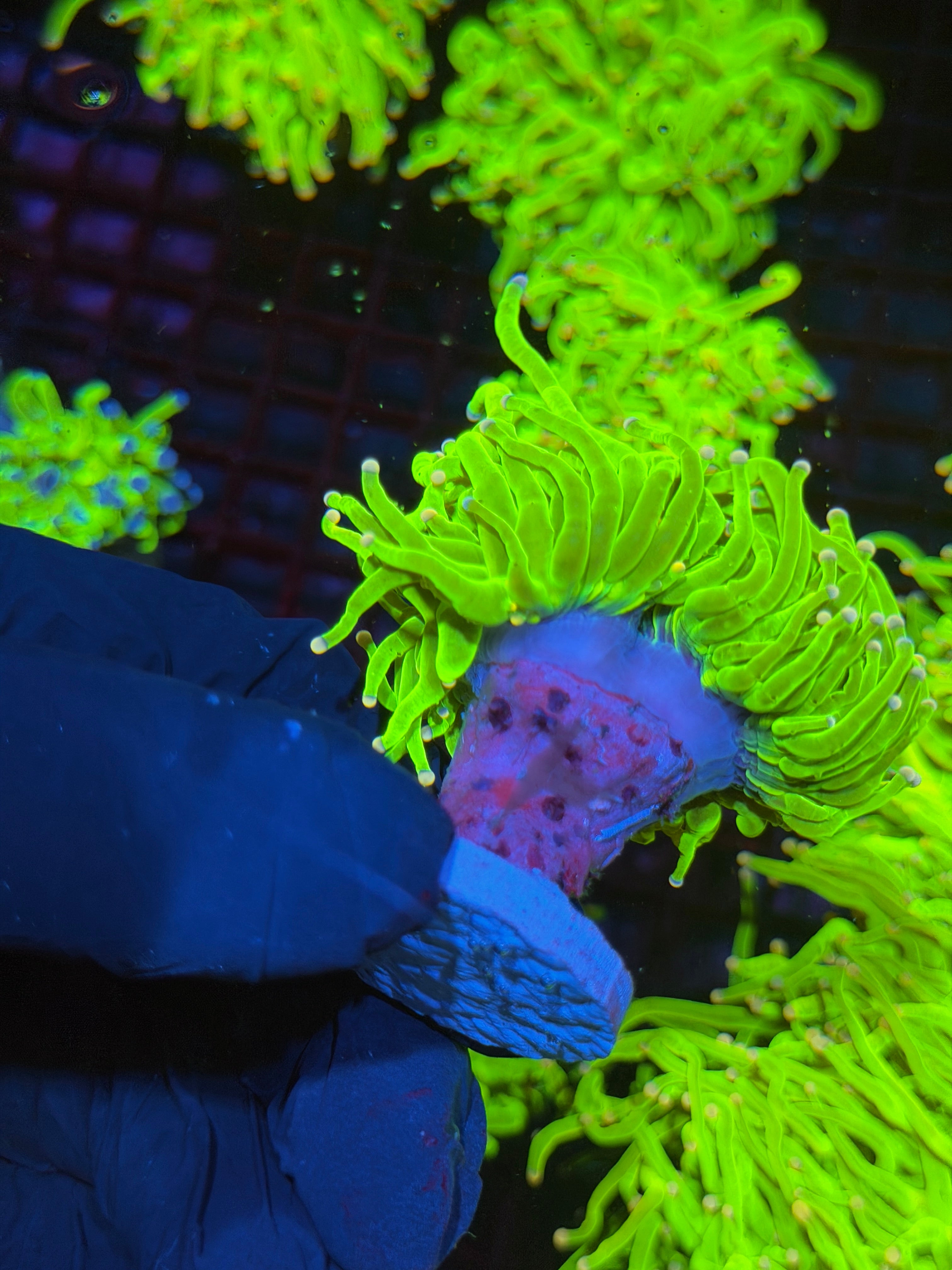 JEA Sweet Tarts Holy Grail Torch Coral 2 Heads Splitting XL