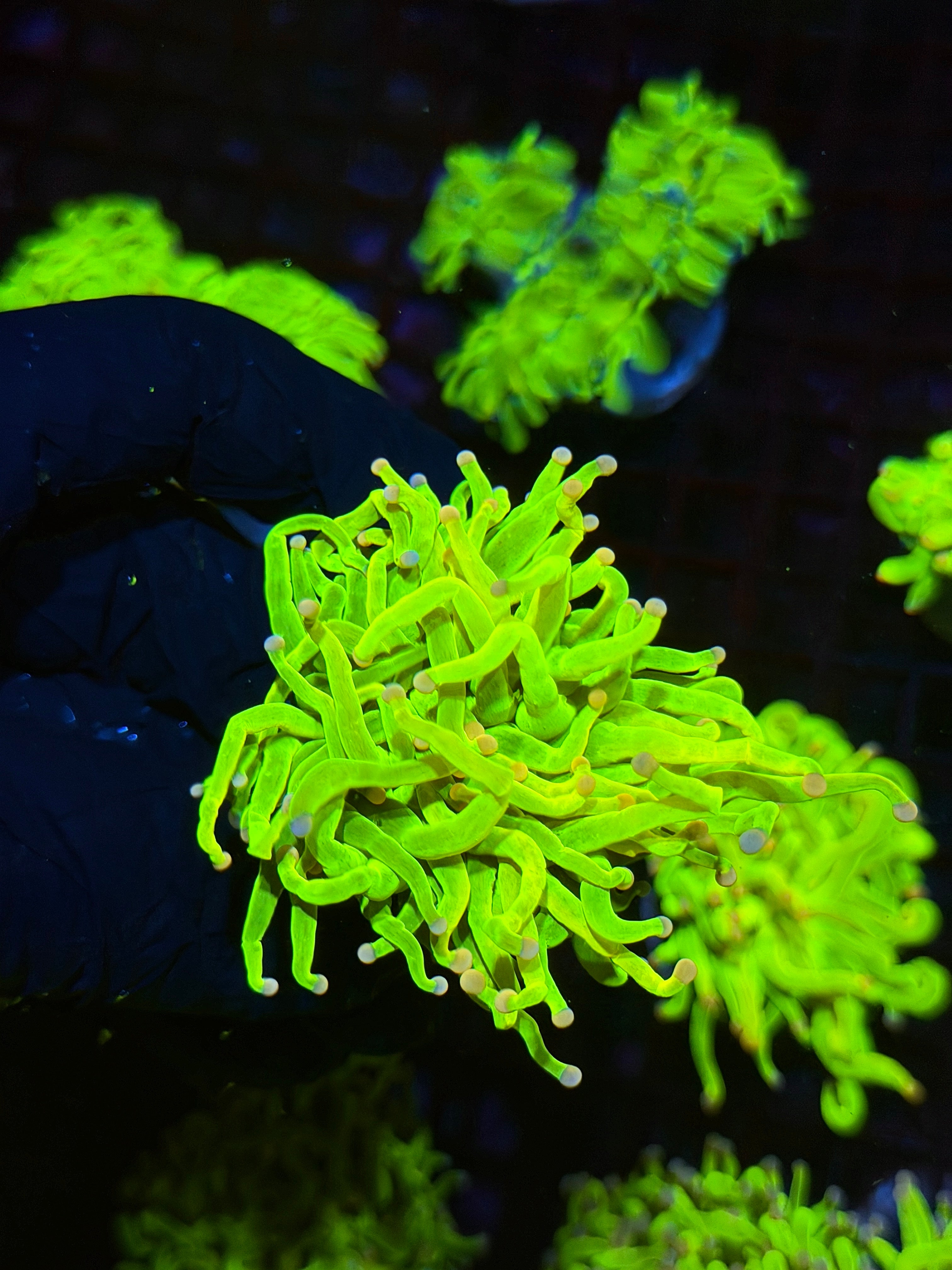 JEA Skittles Holy Grail Torch Coral 1 XL Head BRIGHT 8/28
