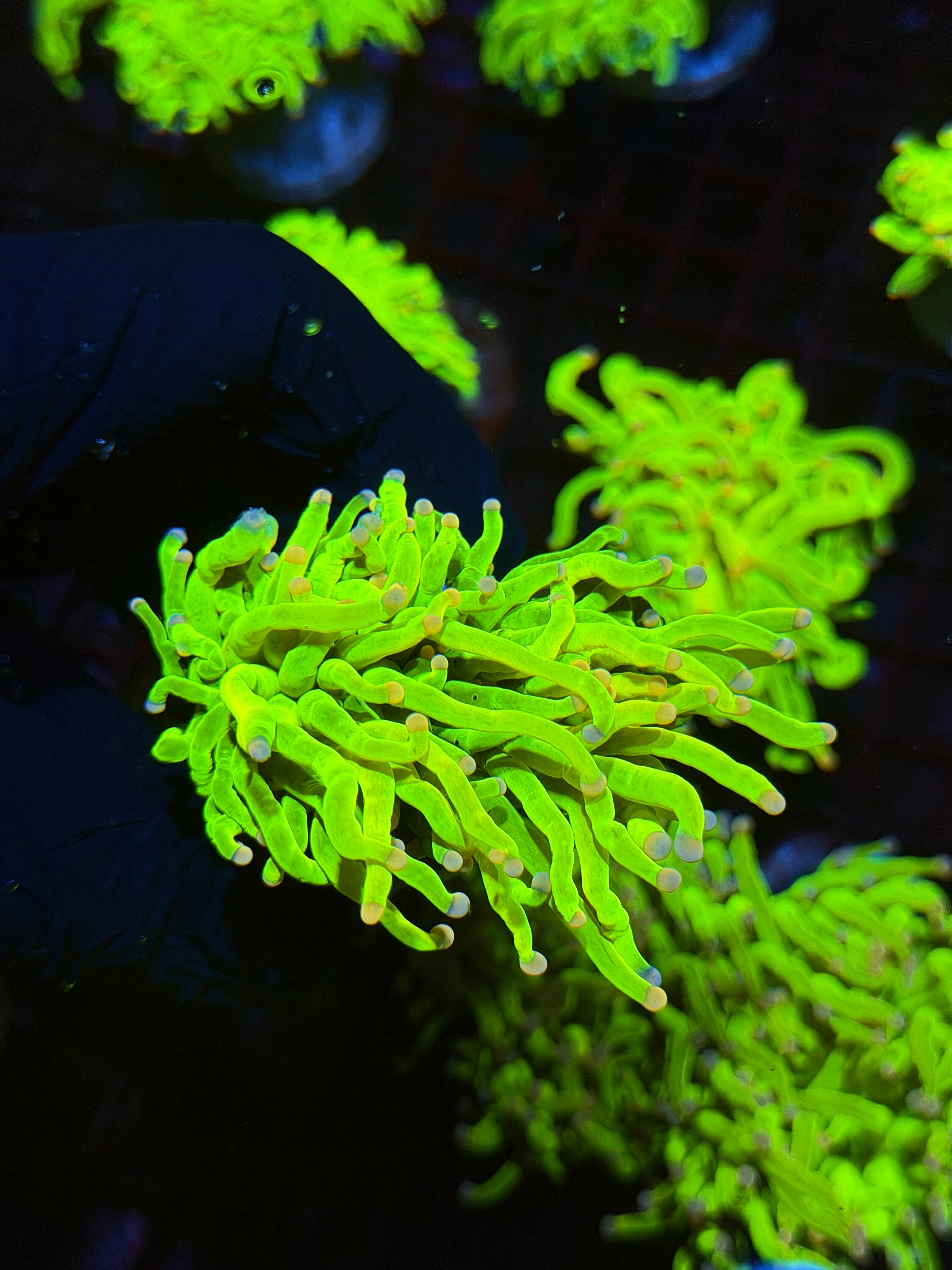 JEA Skittles Holy Grail Torch Coral 1 XL Head BRIGHT Splitting 8/28