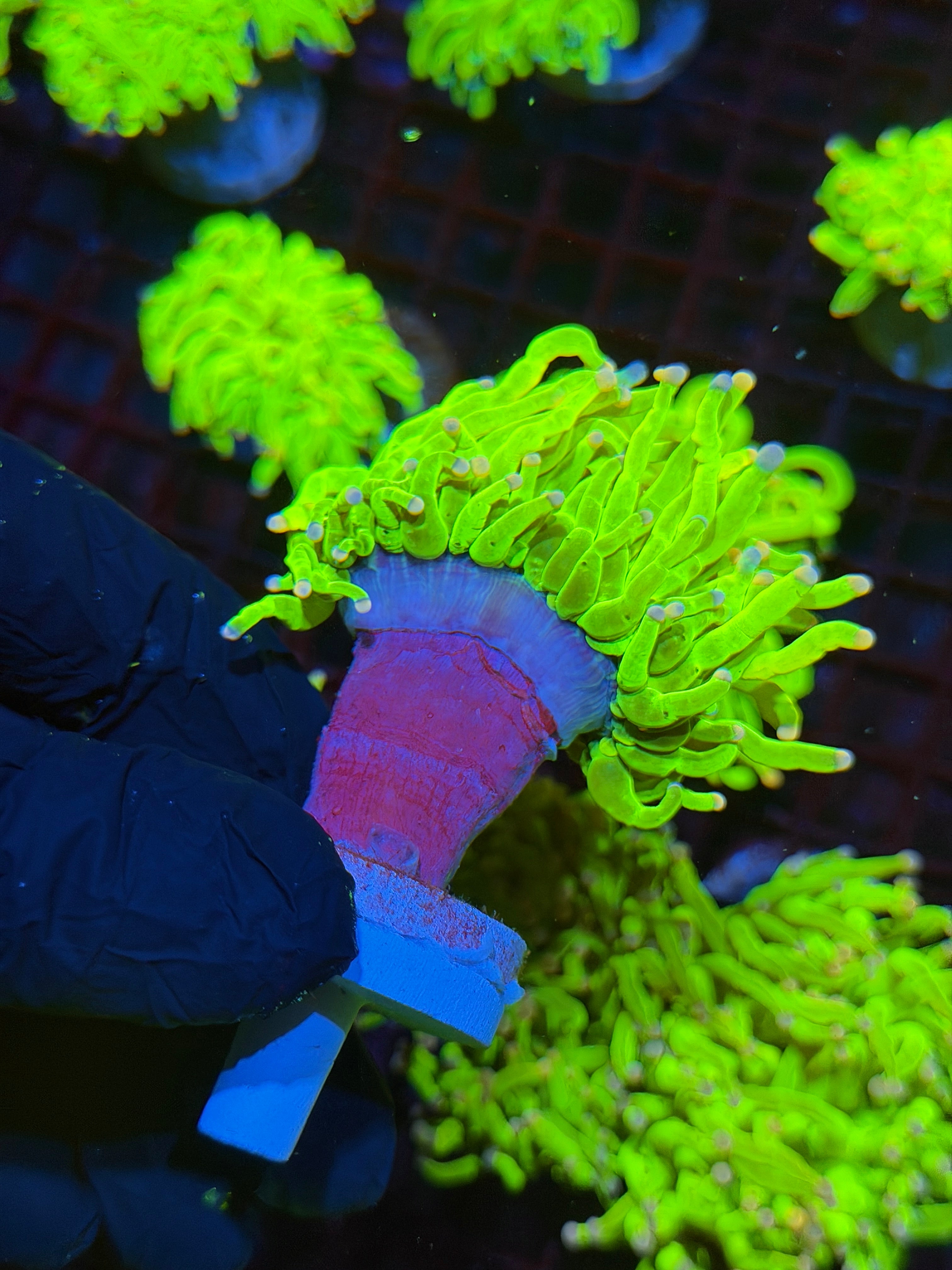 JEA Skittles Holy Grail Torch Coral 1 XL Head BRIGHT Splitting 8/28