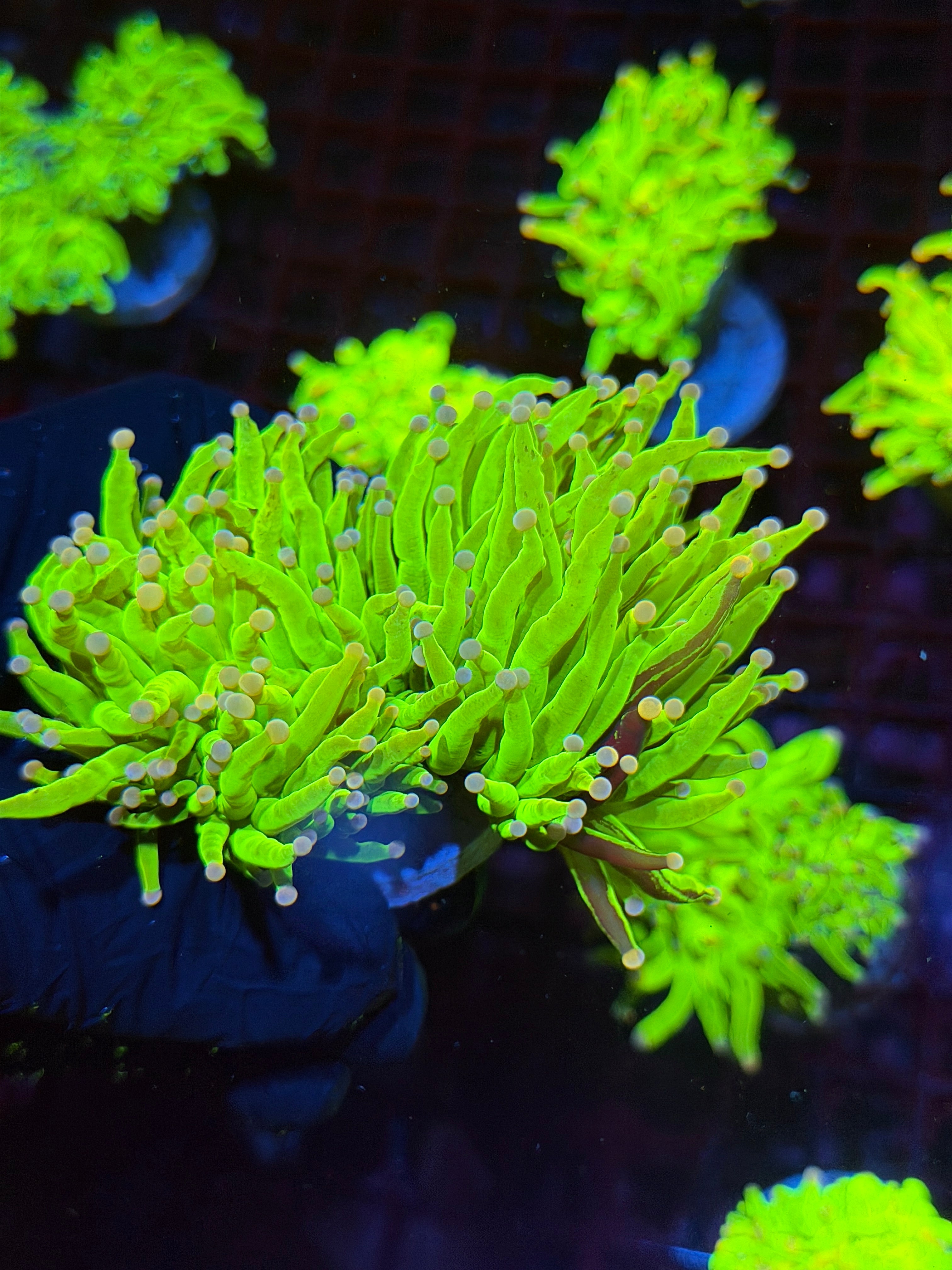 JEA Grafted Skittles Holy Grail Torch Coral 2 XL Heads BRIGHT Show Piece 8/24