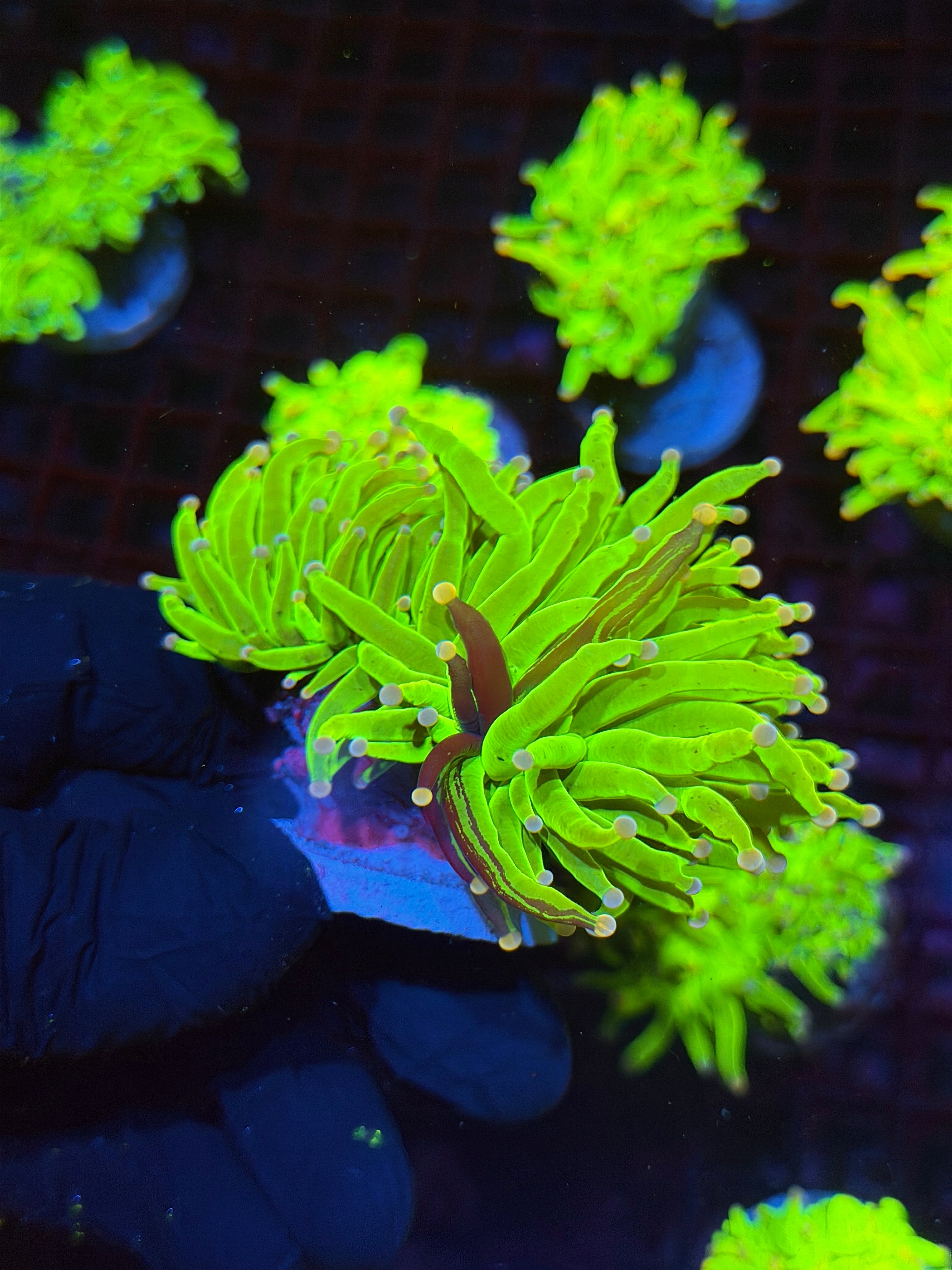 JEA Grafted Skittles Holy Grail Torch Coral 2 XL Heads BRIGHT Show Piece 8/24