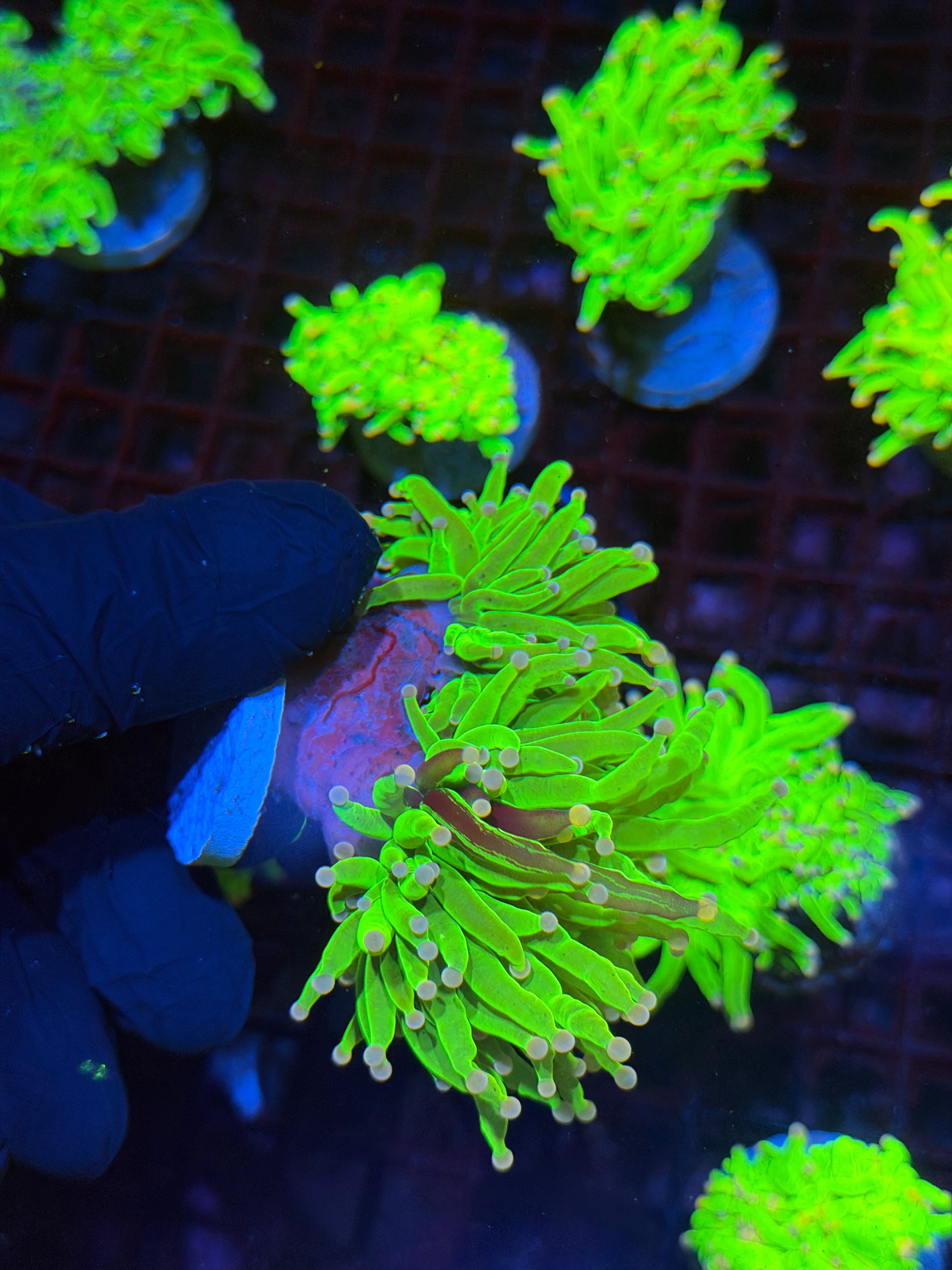 JEA Grafted Skittles Holy Grail Torch Coral 2 XL Heads BRIGHT Show Piece 8/24