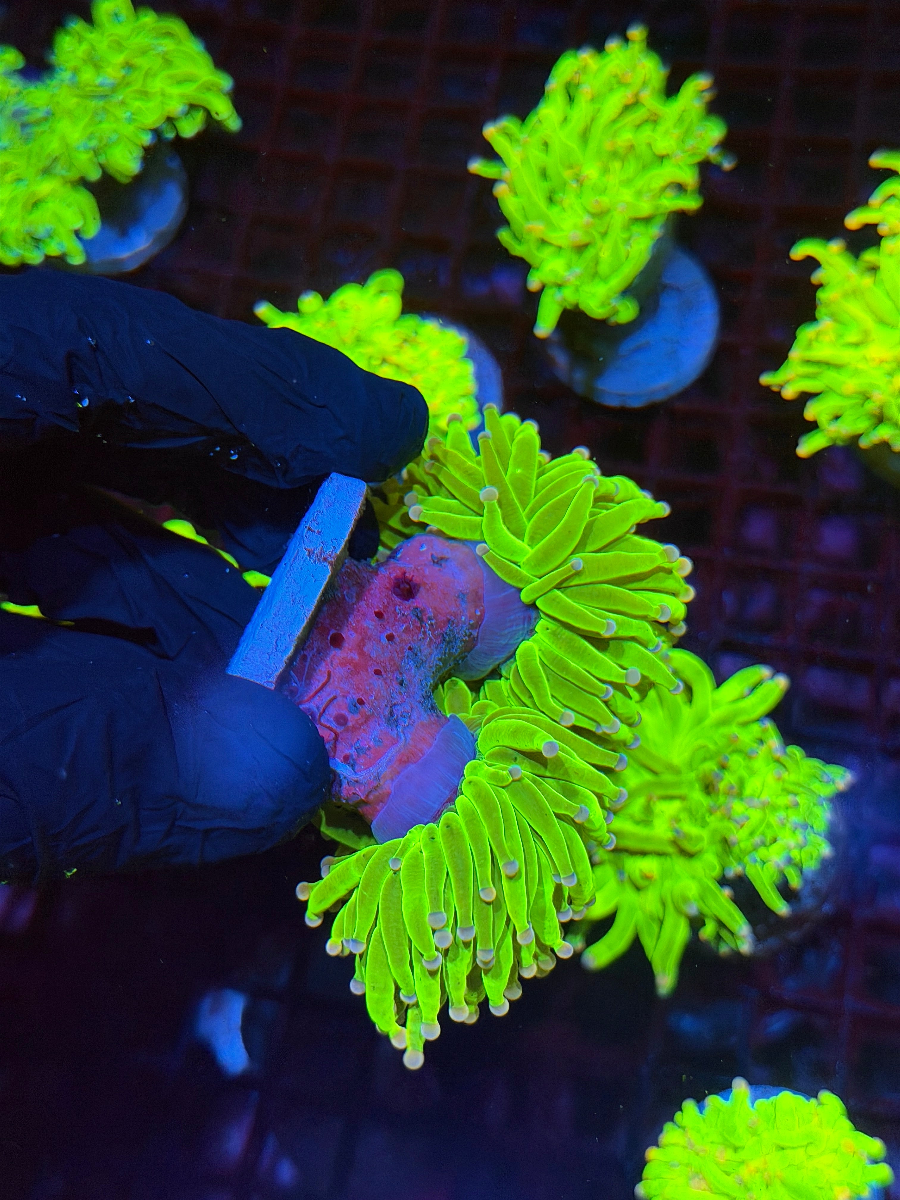 JEA Grafted Skittles Holy Grail Torch Coral 2 XL Heads BRIGHT Show Piece 8/24