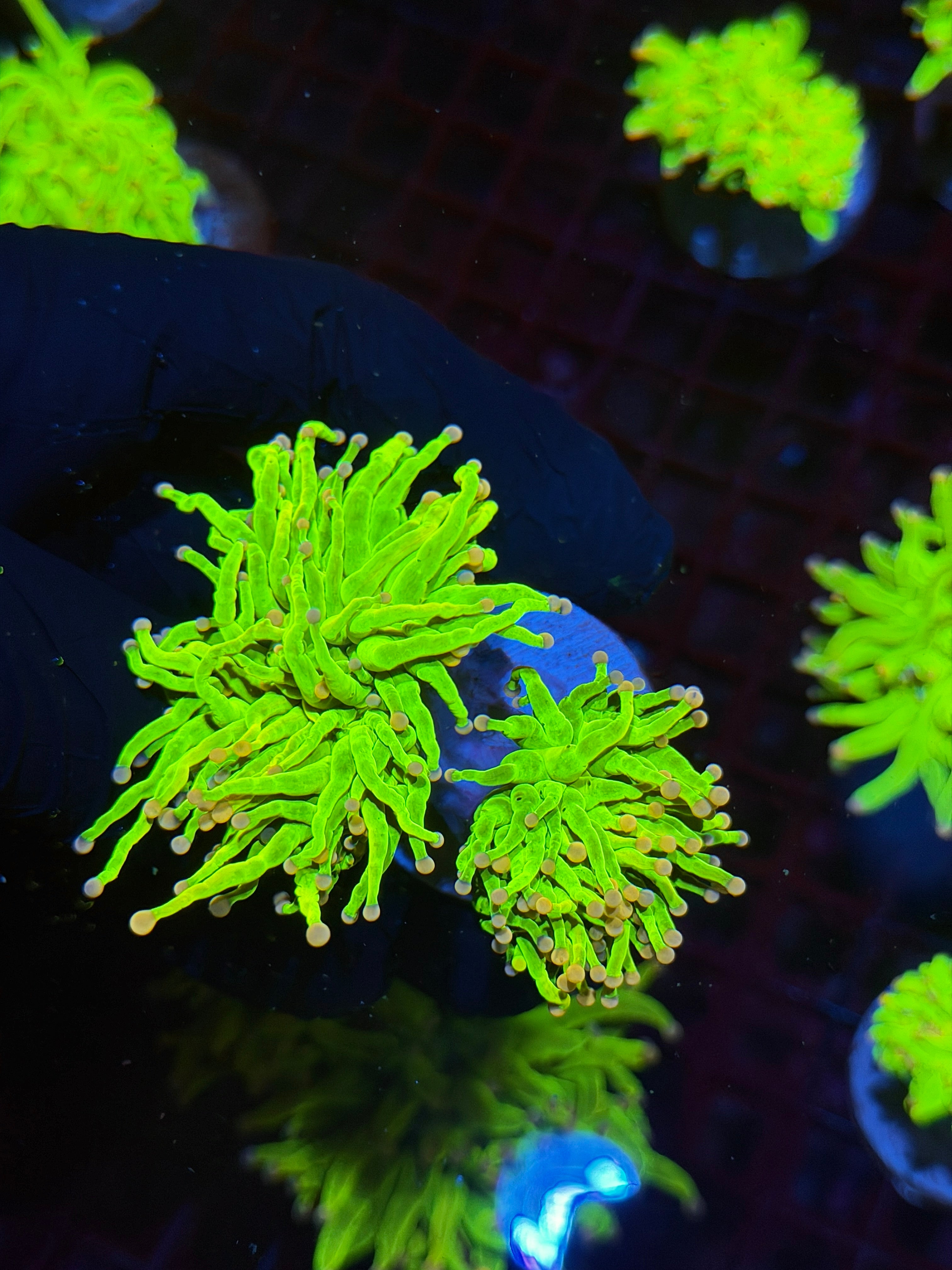 JEA Skittles Holy Grail Torch Coral 2 Heads XXL Show Piece BRIGHT 8/29