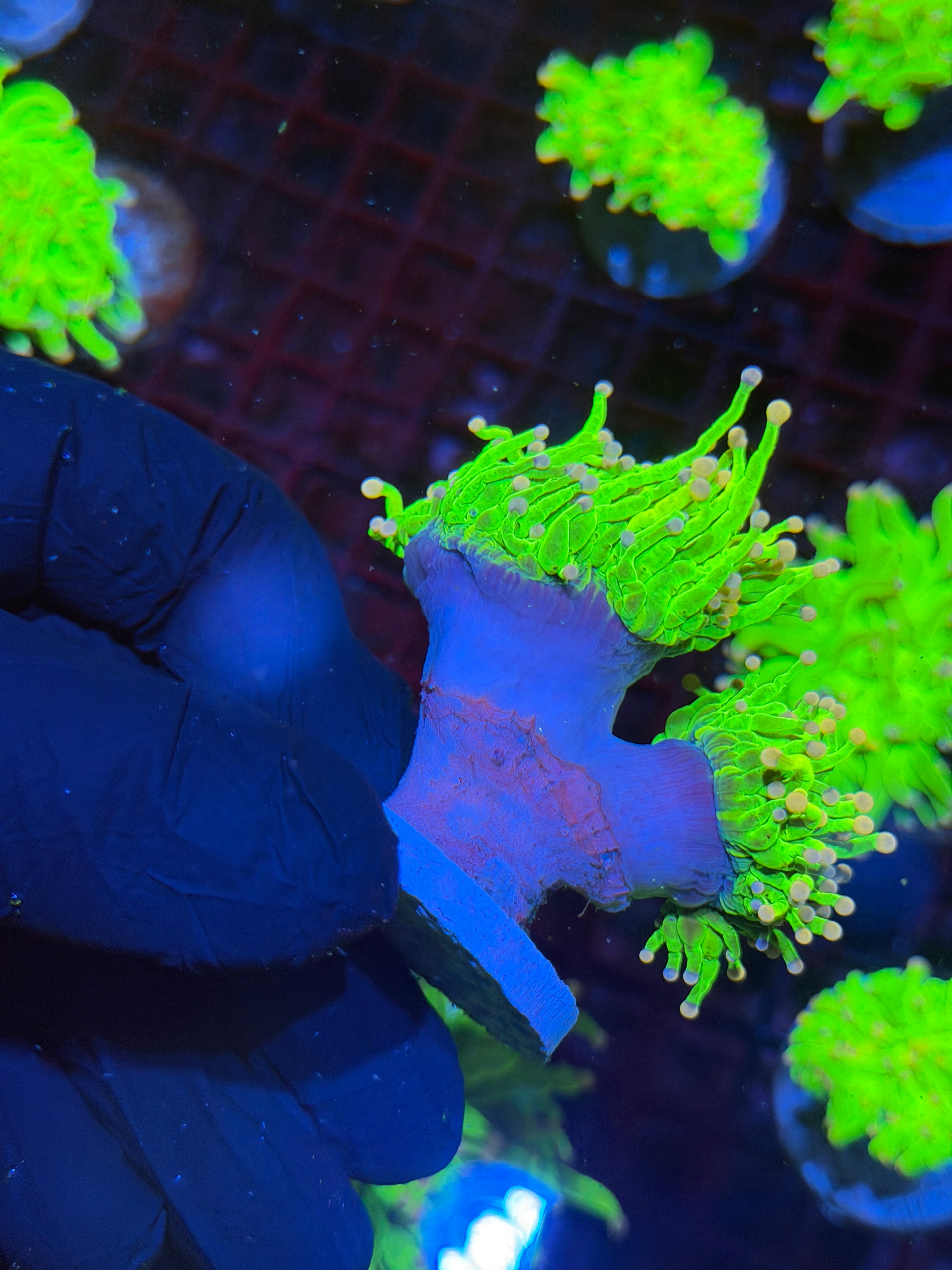 JEA Skittles Holy Grail Torch Coral 2 Heads XXL Show Piece BRIGHT 8/29