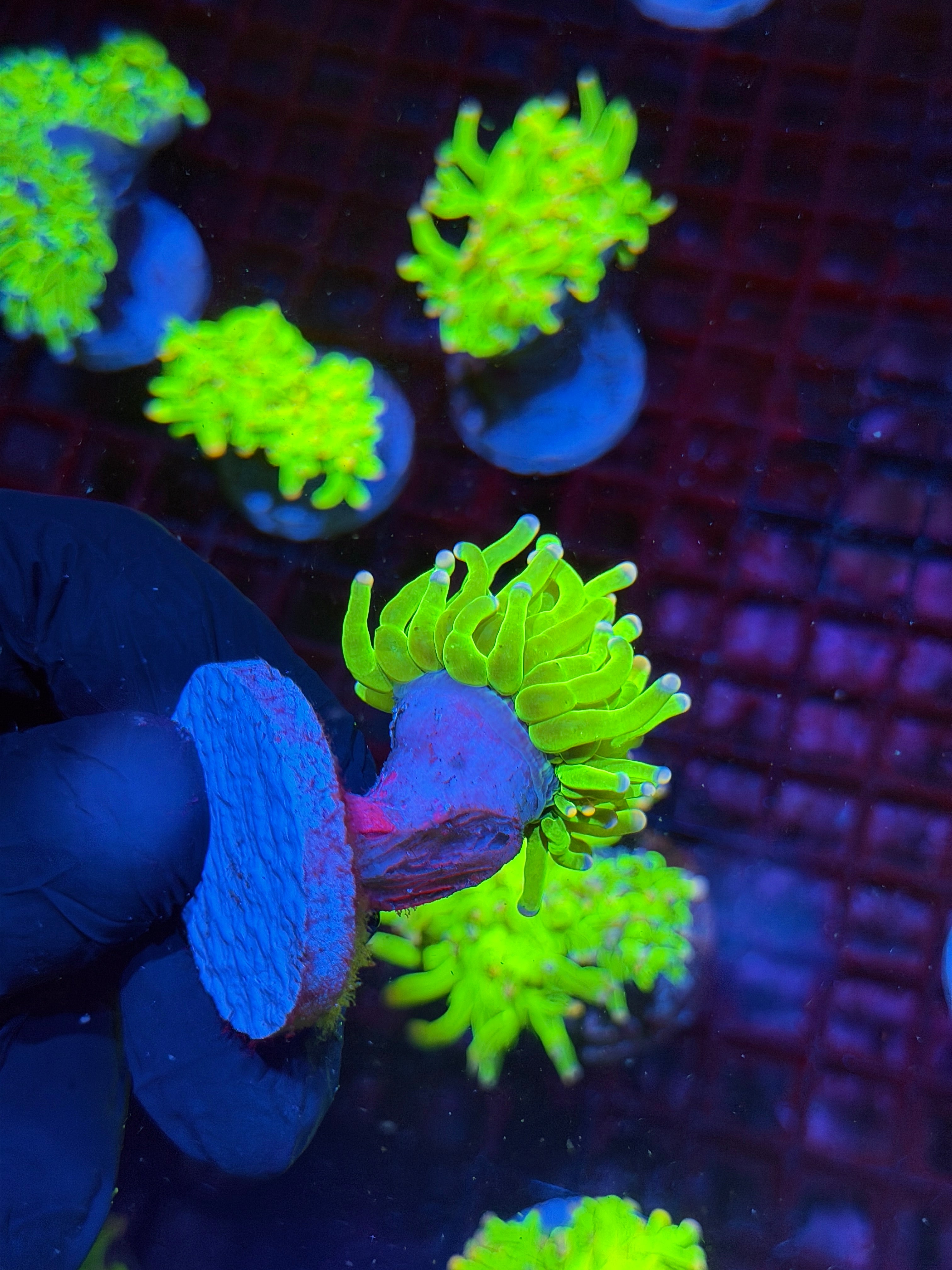 JEA Sweet Tarts Holy Grail Torch Coral 1 Head XL 8/28