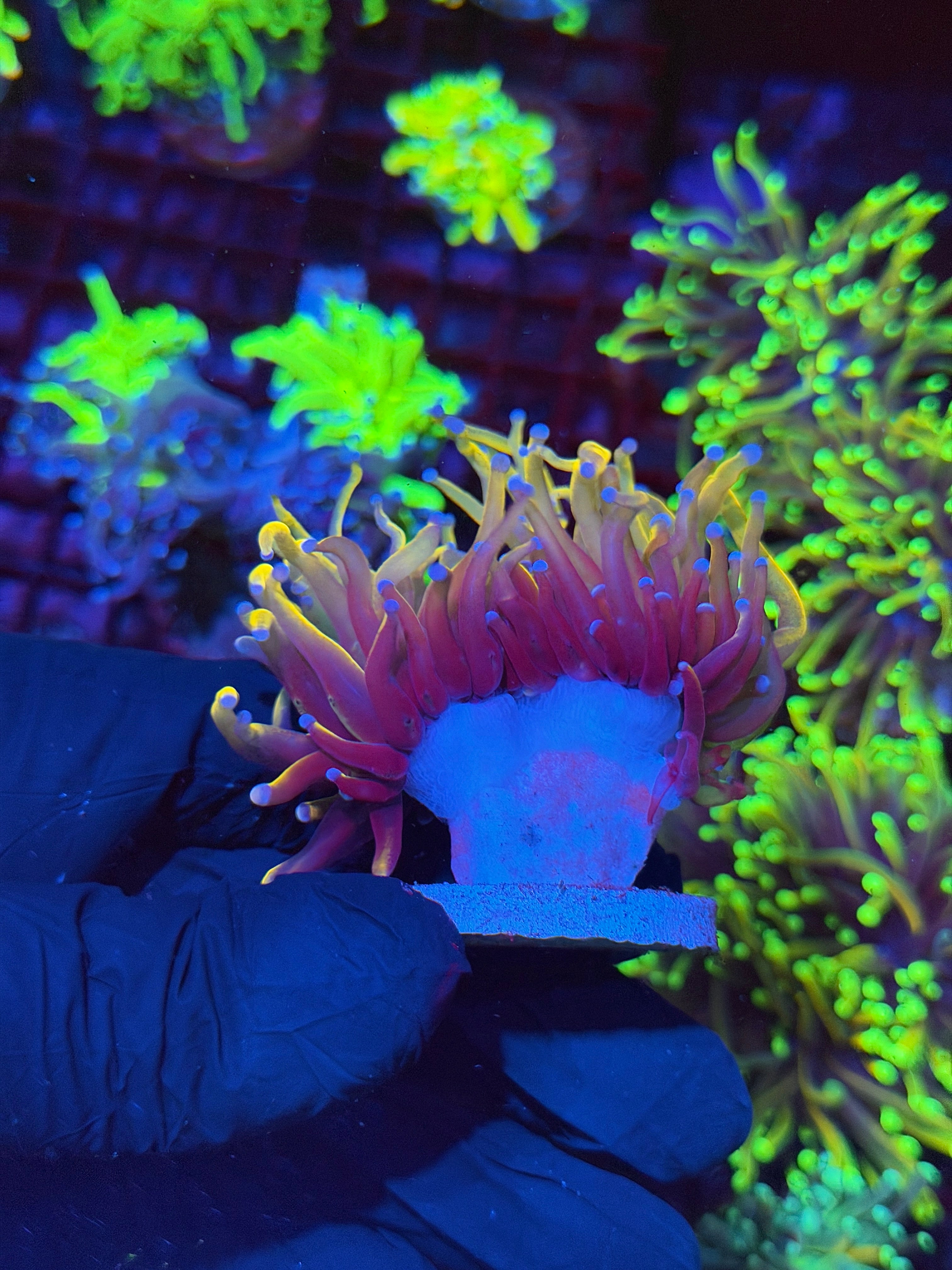 JEA Orange Peel Torch Coral 2 Heads XL 8/28