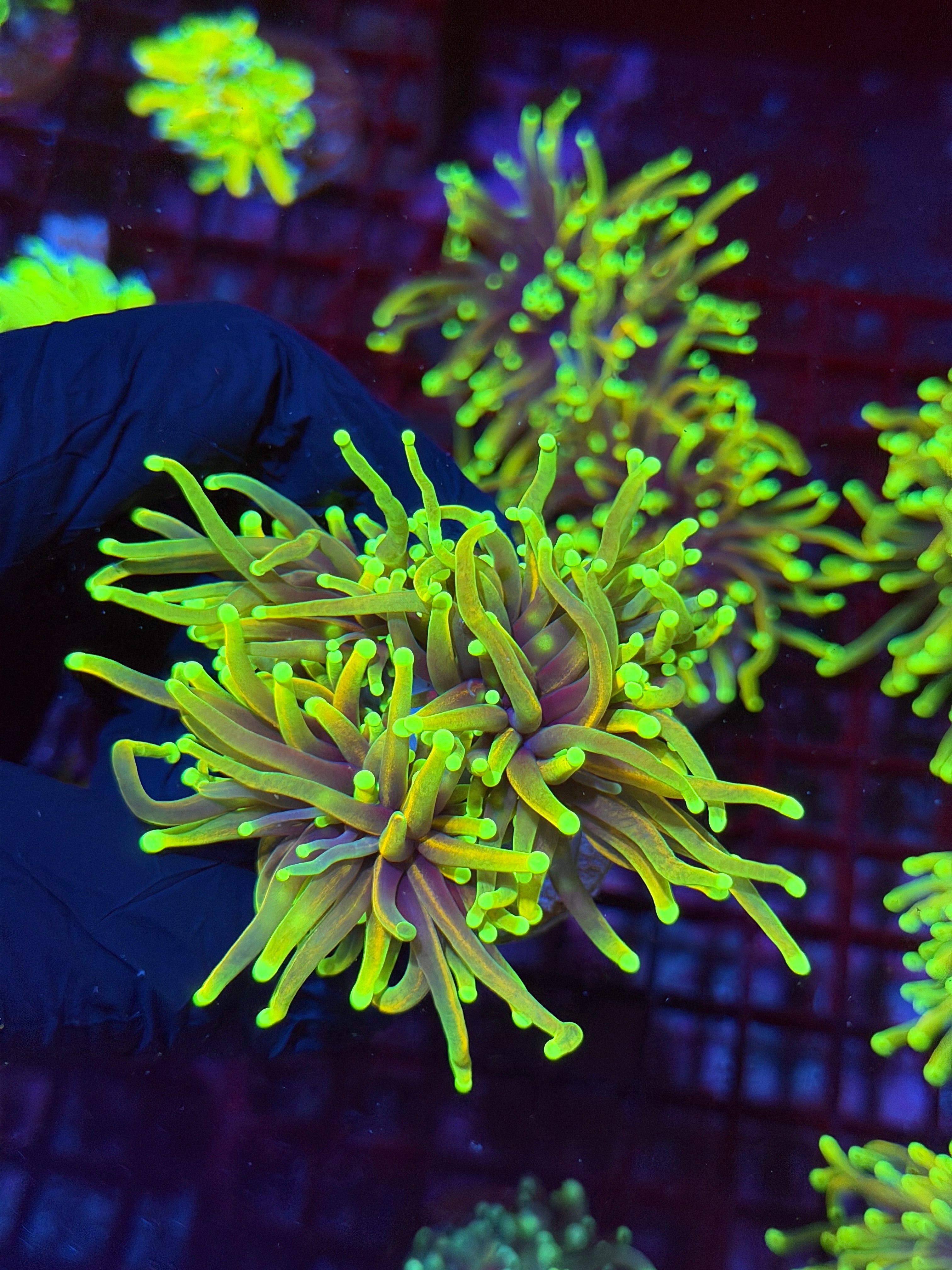JEA Dragon Fire Torch Coral 3 Heads Splitting XL 8/29