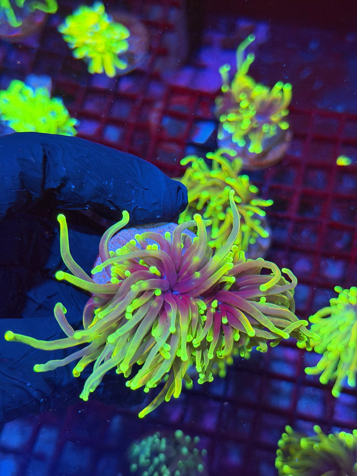 Jay's Exotic Corals-72607