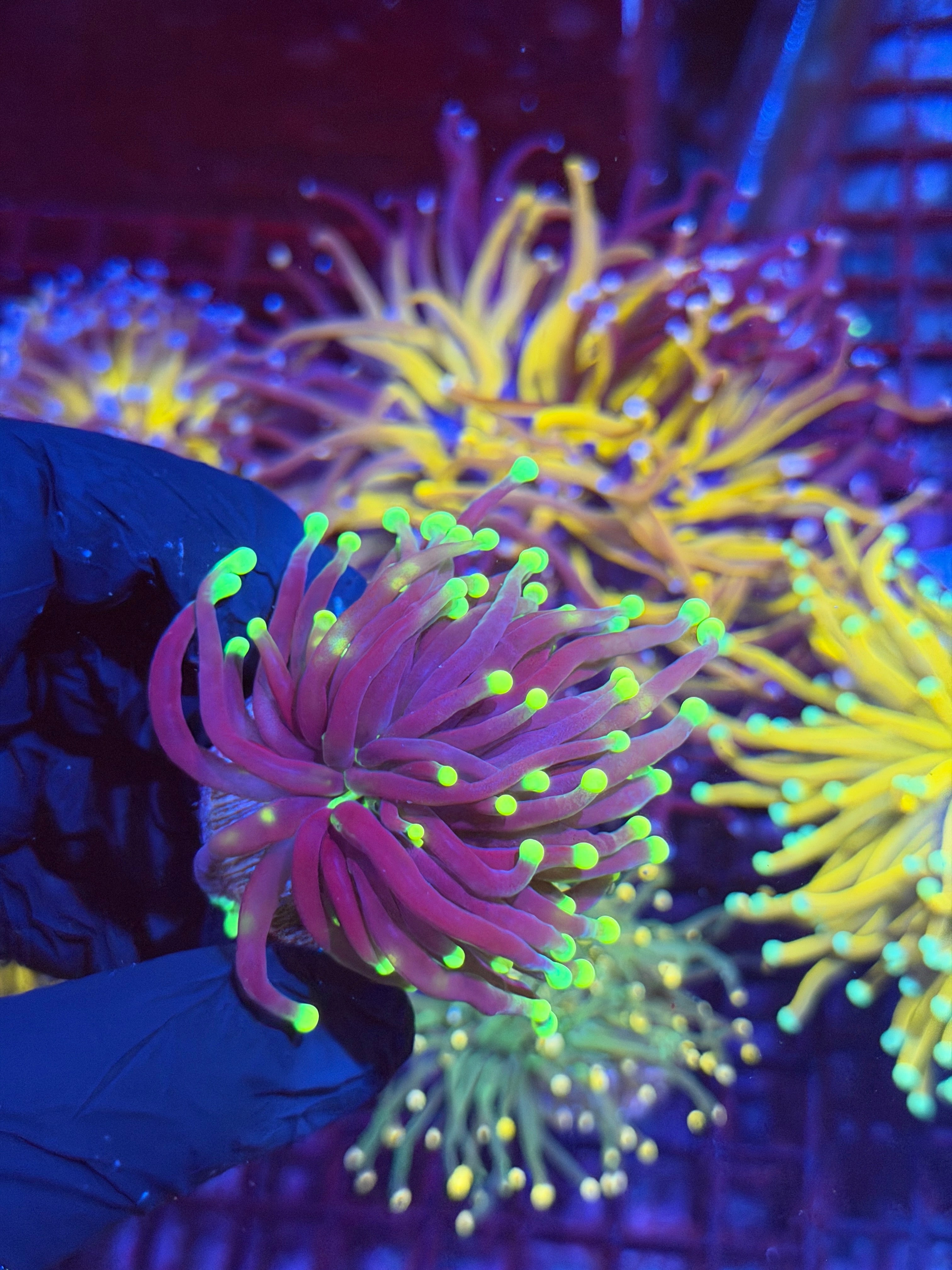 JEA Medusa Torch Coral 1 XL Head * New Release * 8/29