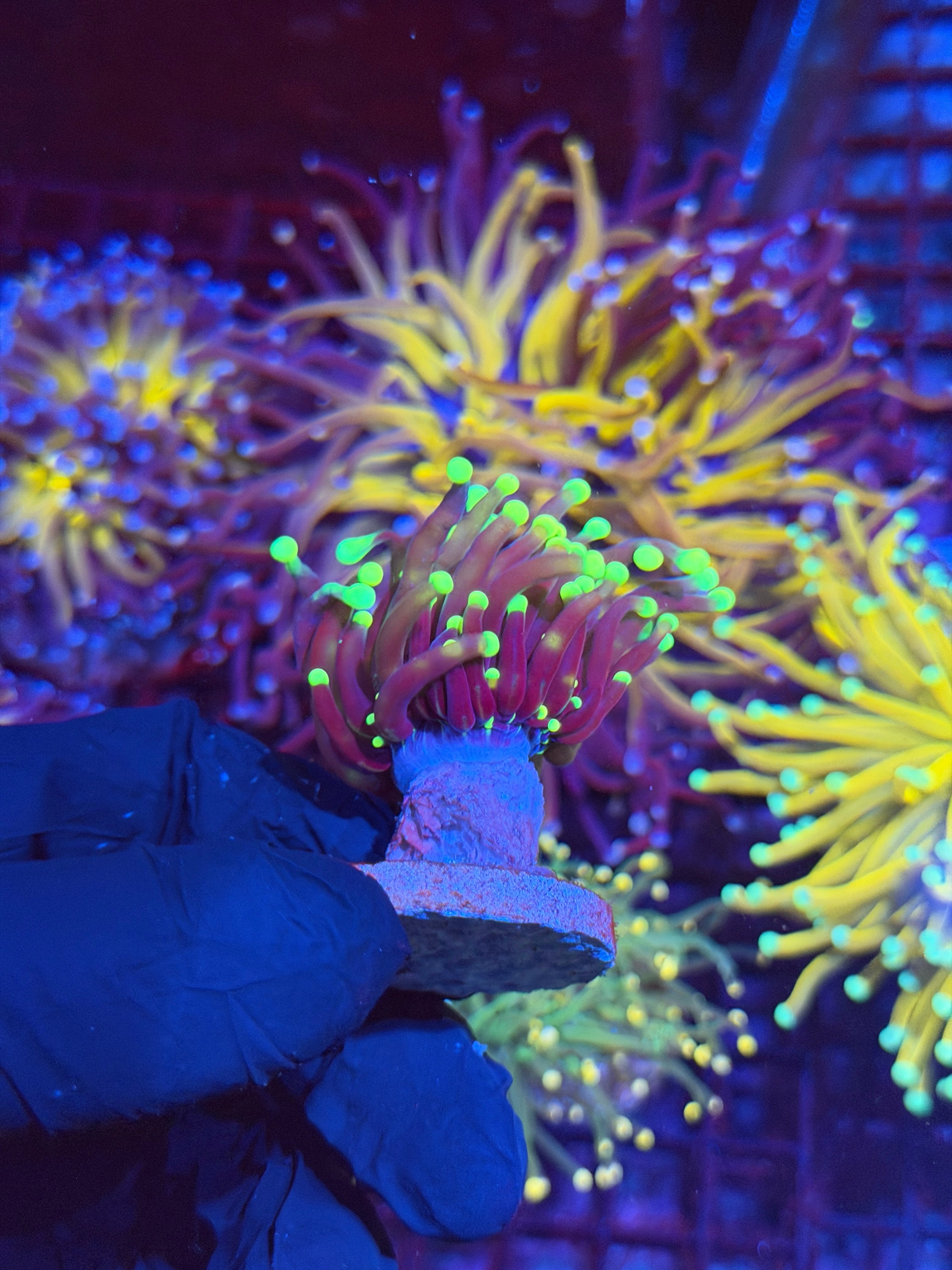 JEA Medusa Torch Coral 1 XL Head * New Release * 8/29