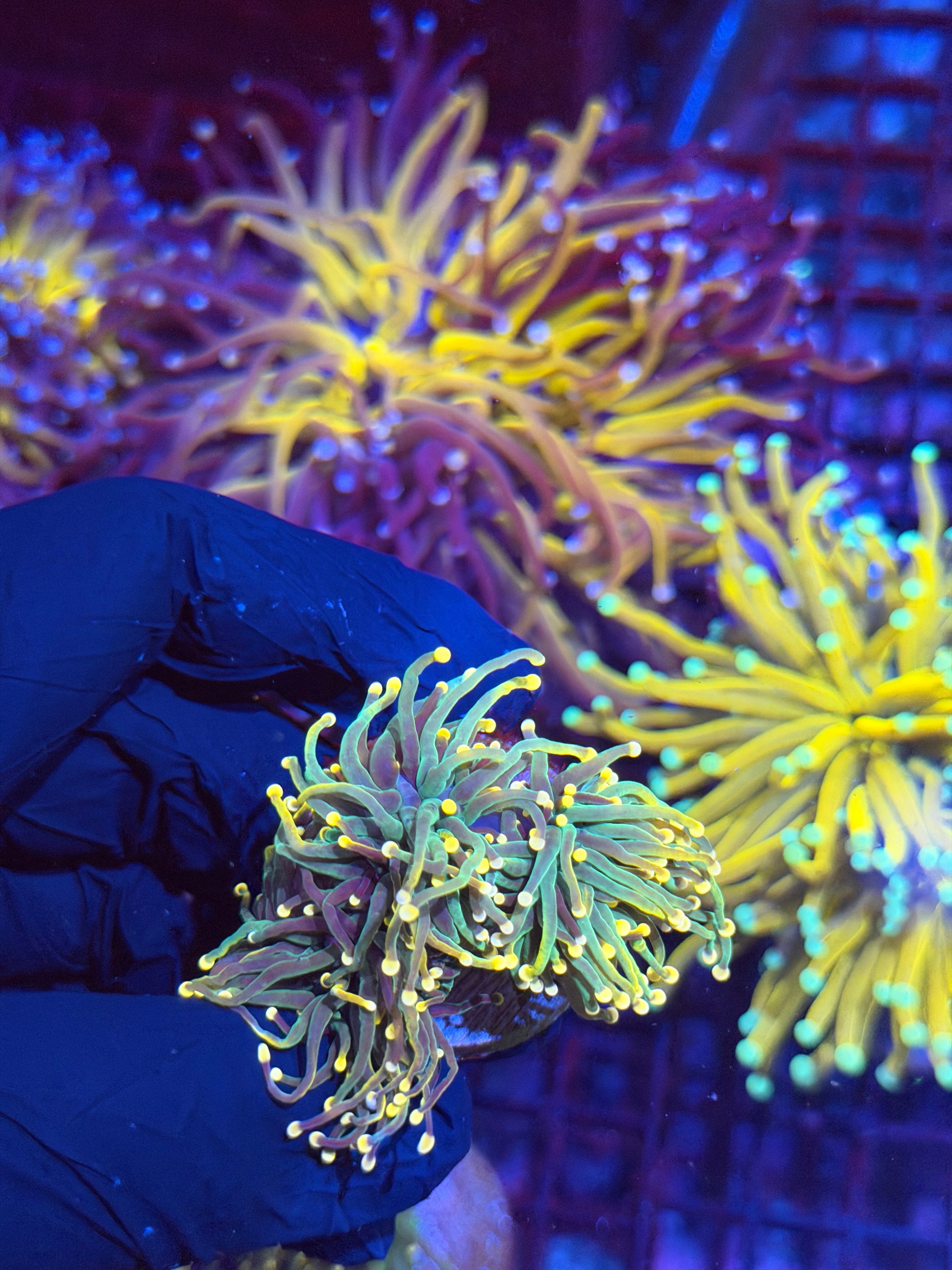 JEA Darksiders Torch Coral 2 XL Heads Splitting to 3 8/29