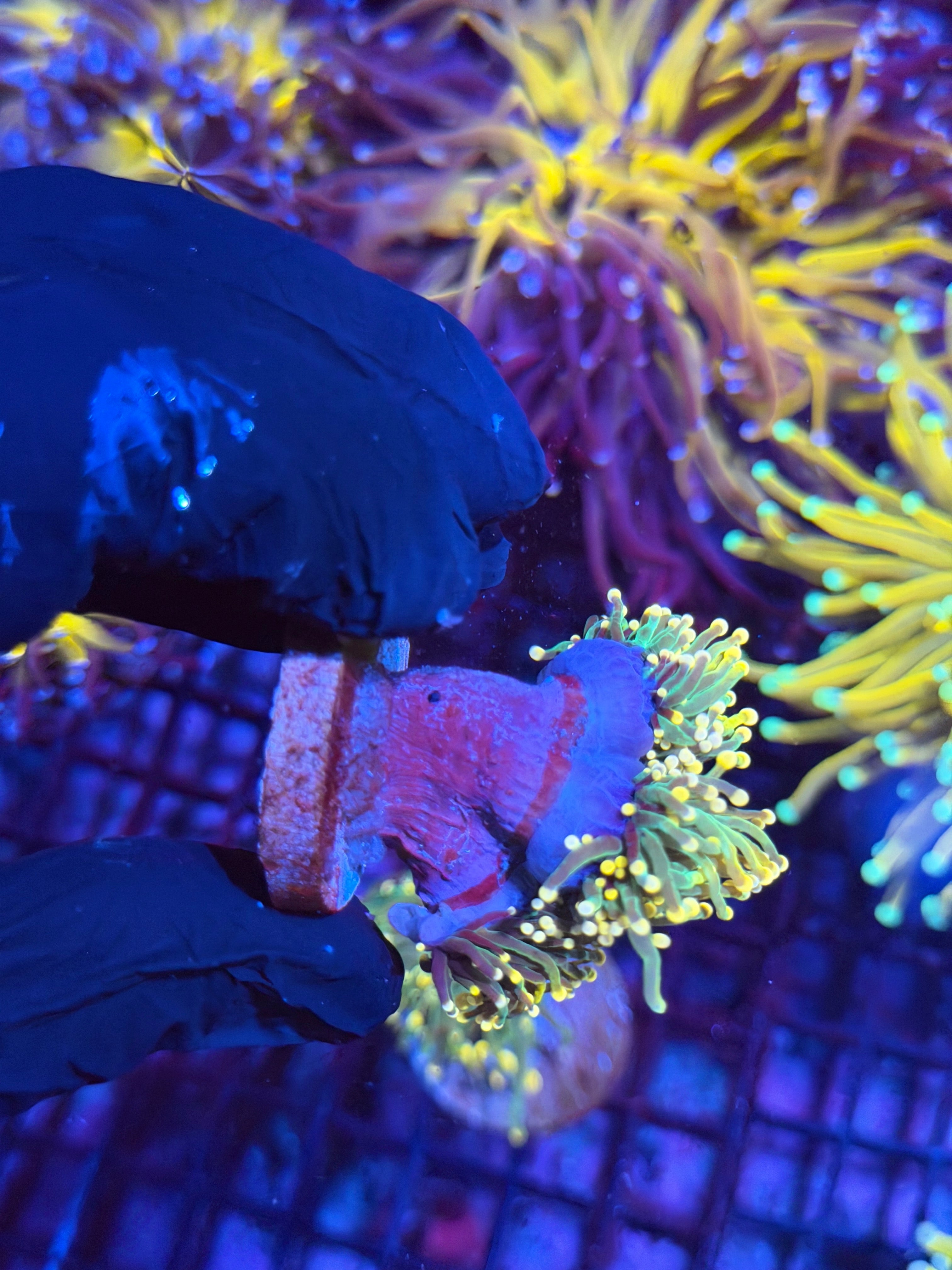 JEA Darksiders Torch Coral 2 XL Heads Splitting to 3 8/29