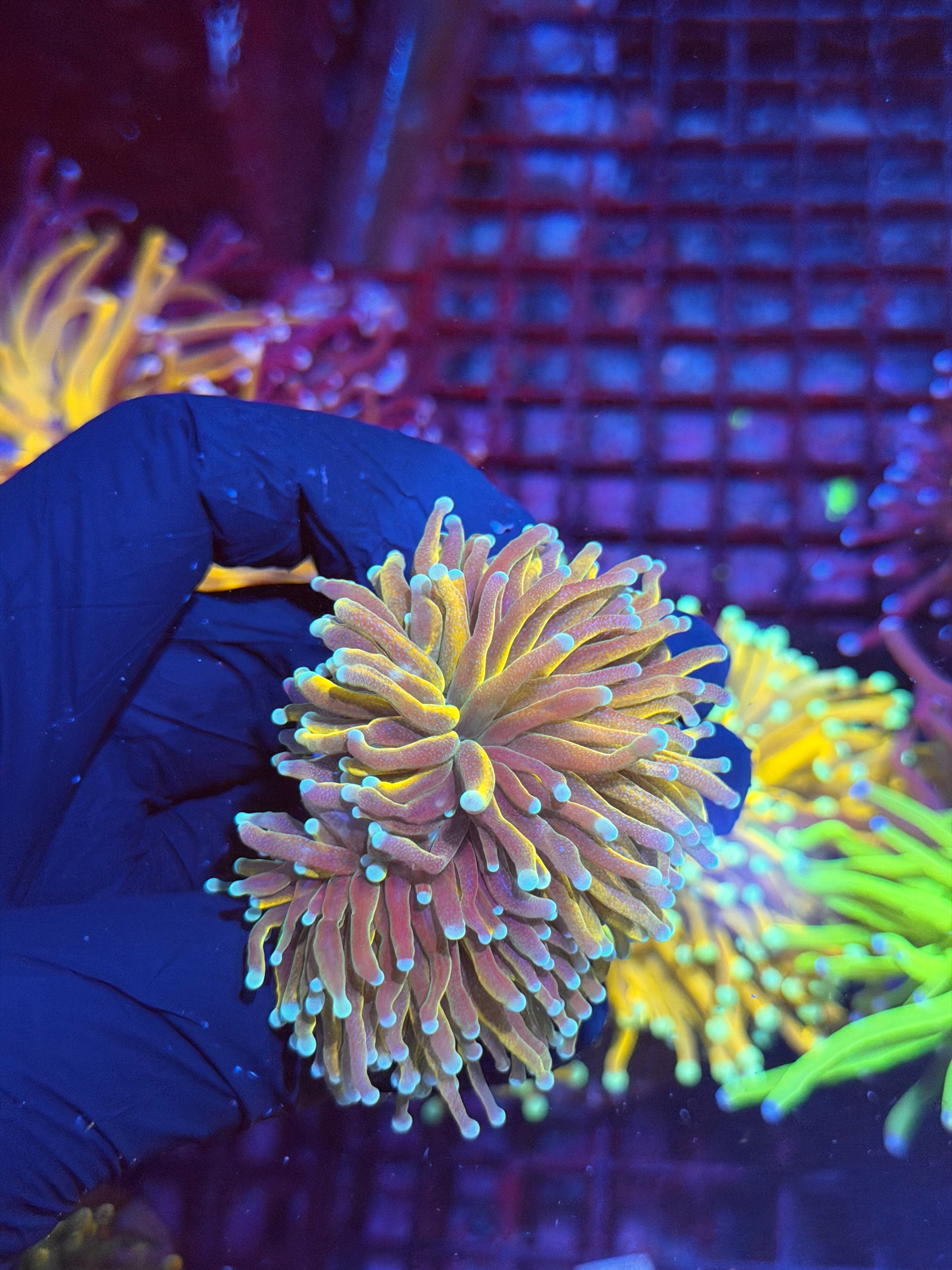 JEA Banana Torch Coral 2 Heads XL 8/29