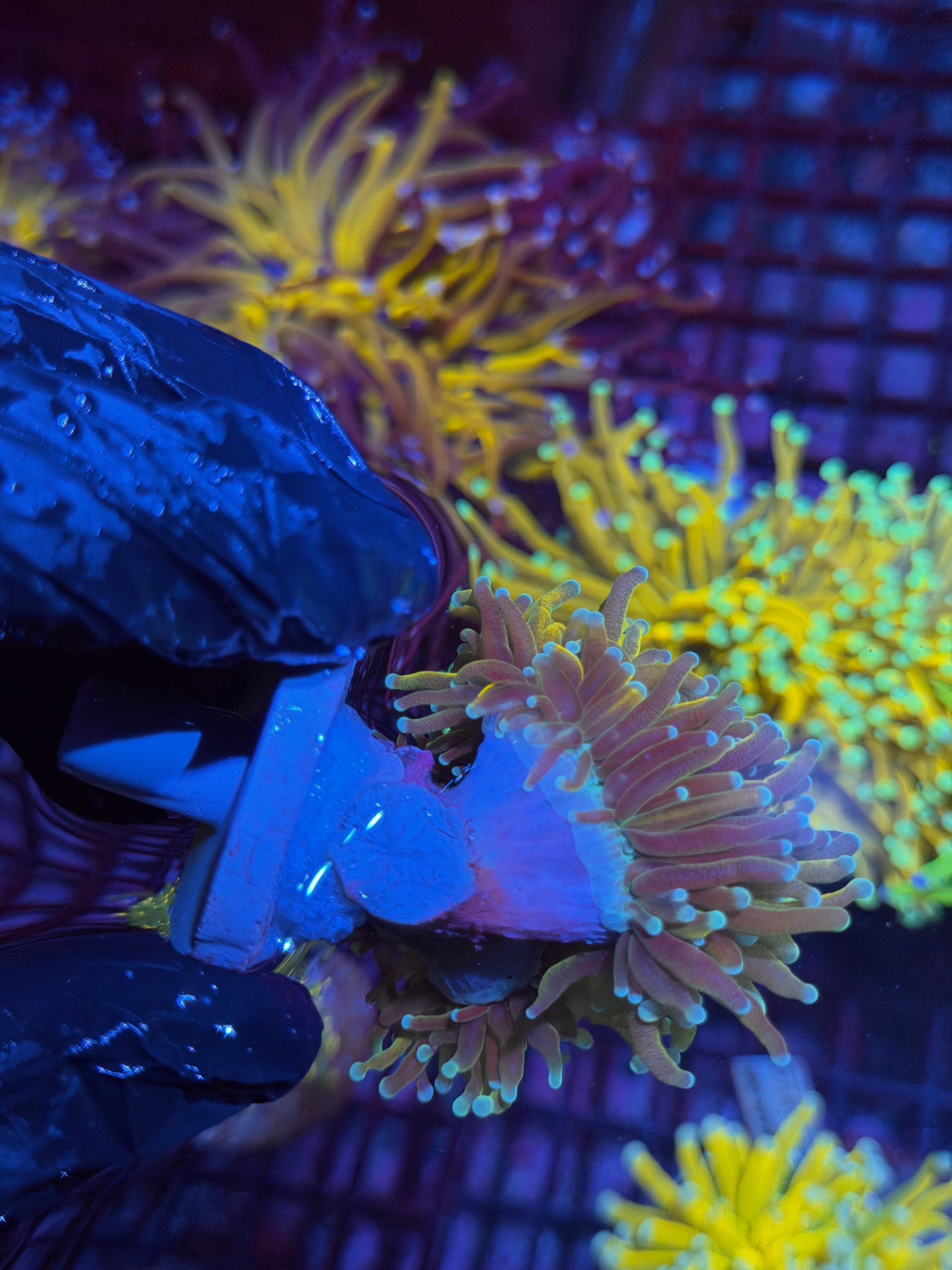 JEA Banana Torch Coral 2 Heads XL 8/29