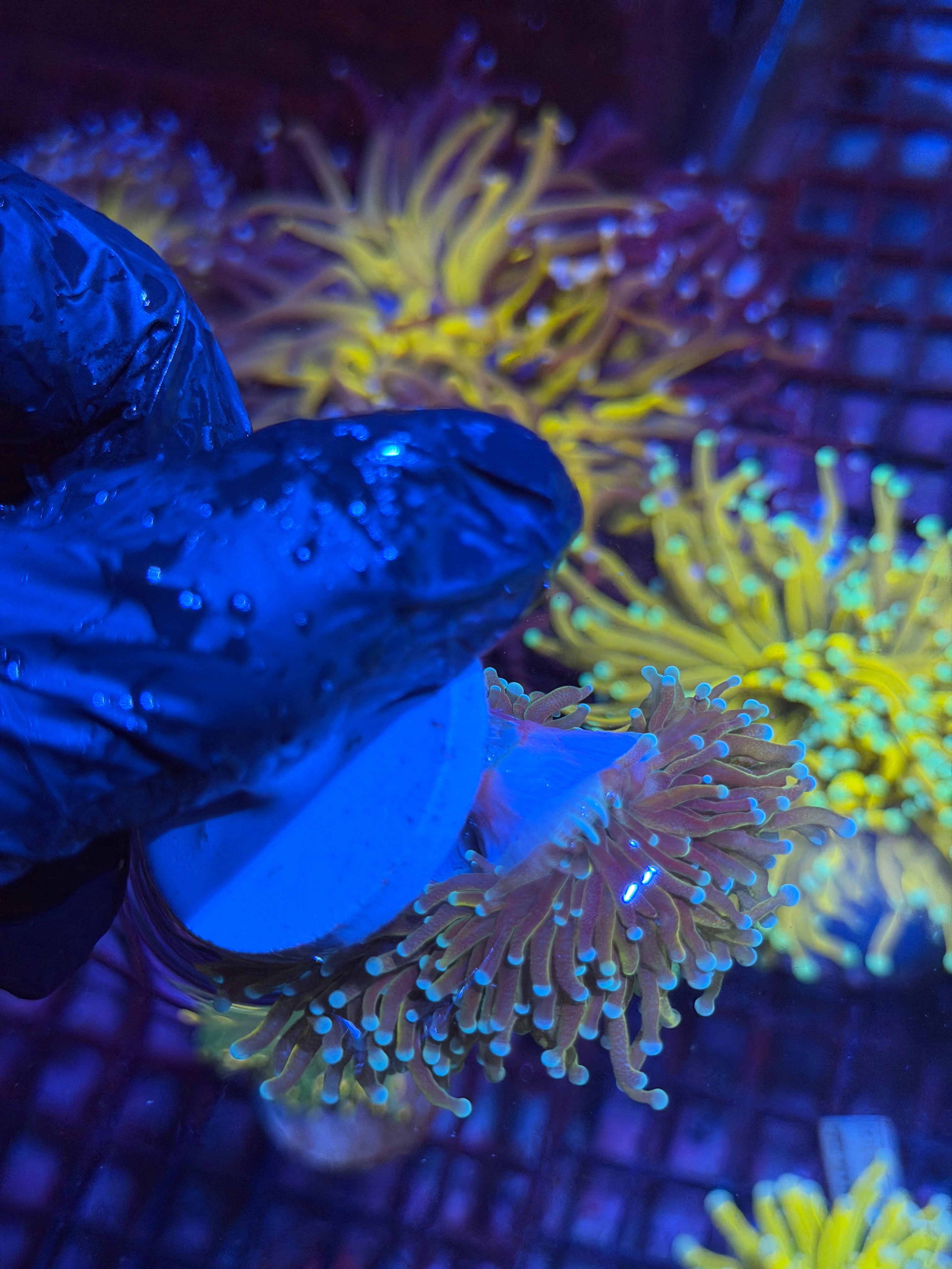 JEA Banana Torch Coral 2 Heads XL 8/29