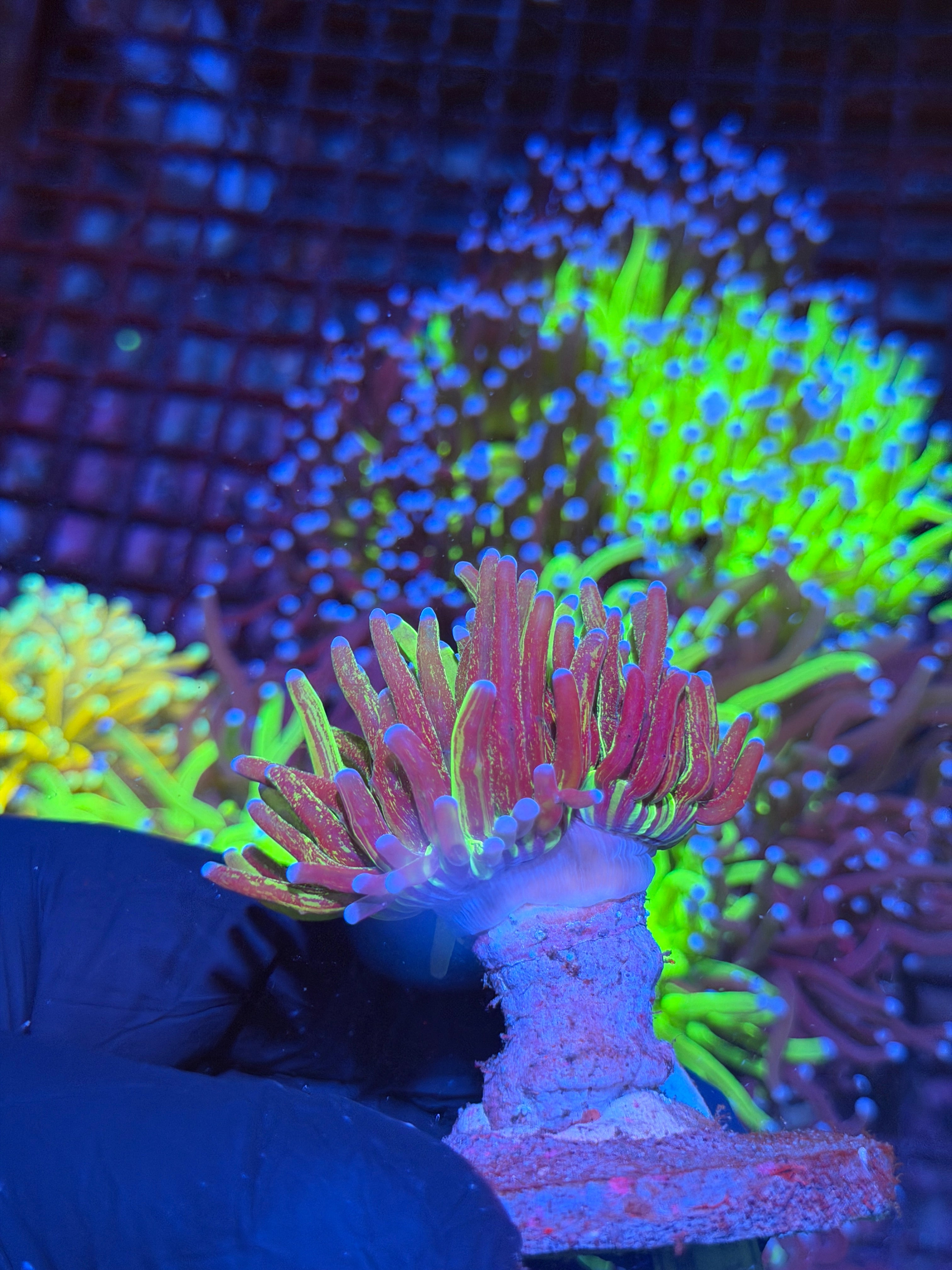 JEA Grafted Glitter 50/50 Holy Grail Torch Coral 1 XXL Head Splitting SHOW PIECE 8/28