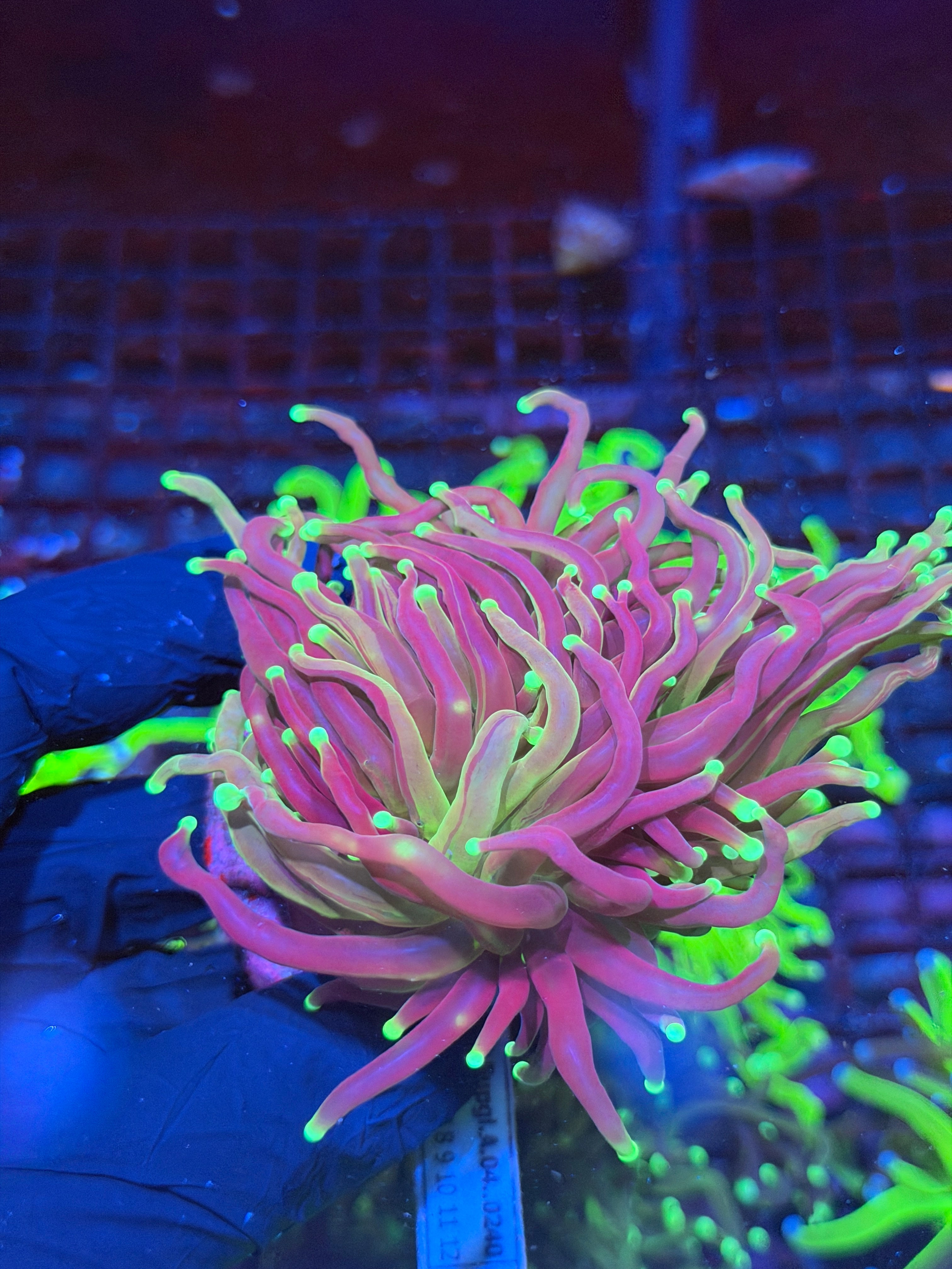 JEA Grafted Master Torch Coral 1 XXL Head Splitting Show Piece 8/29