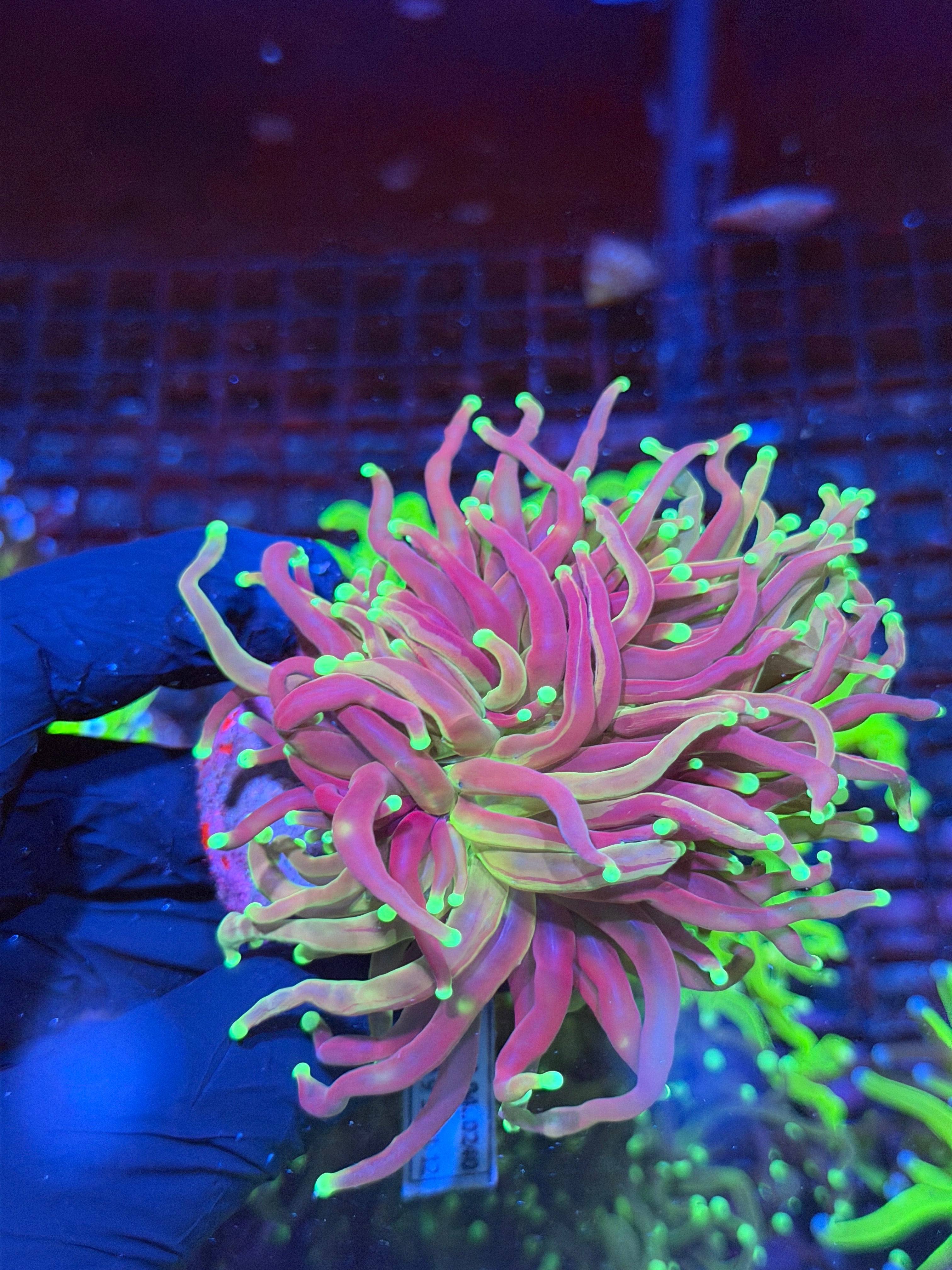 JEA Grafted Master Torch Coral 1 XXL Head Splitting Show Piece 8/29