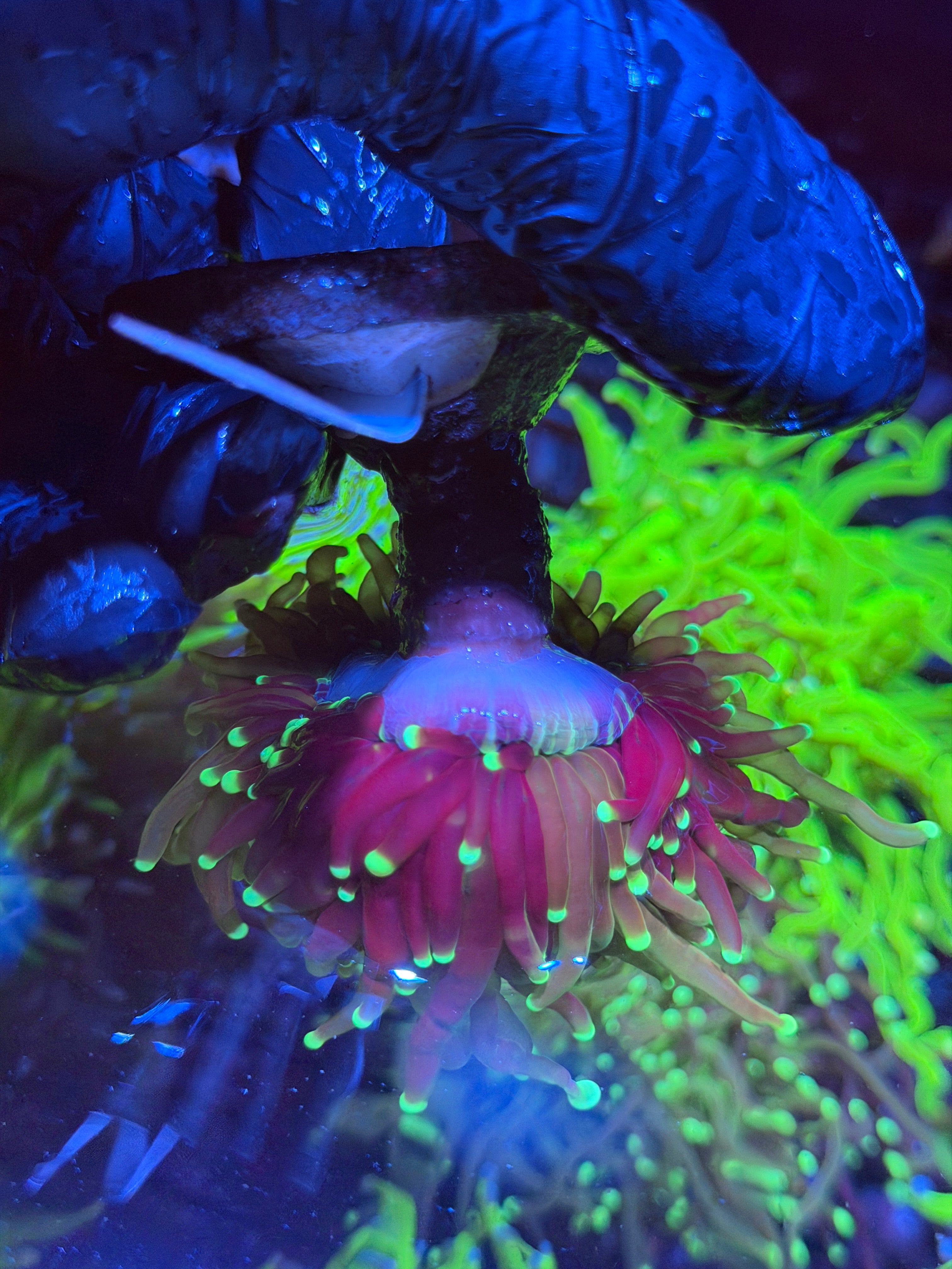 JEA Grafted Master Torch Coral 1 XXL Head Splitting Show Piece 8/29