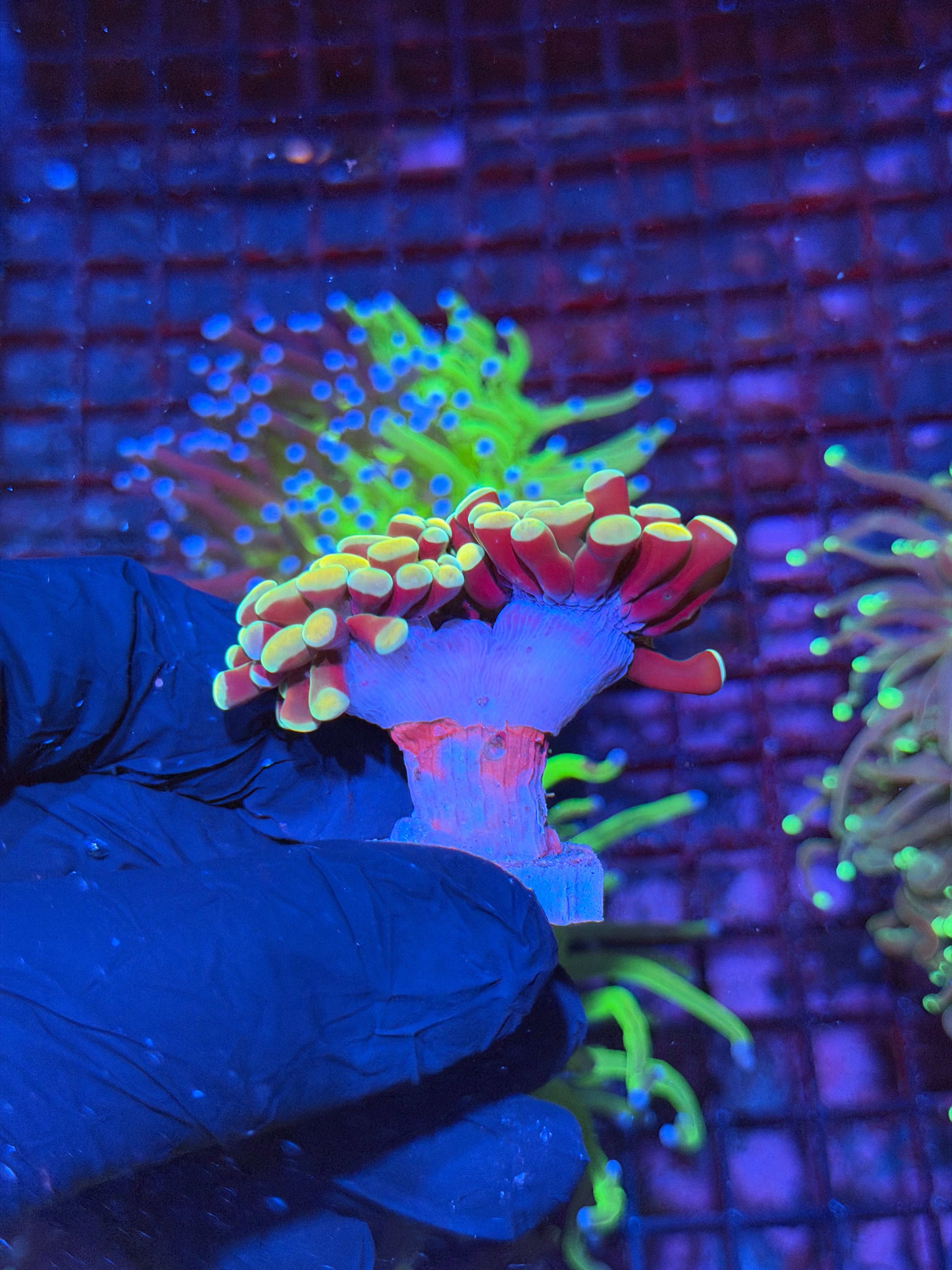JEA Golden Boy Hammer Coral 2 Heads XL 8/28