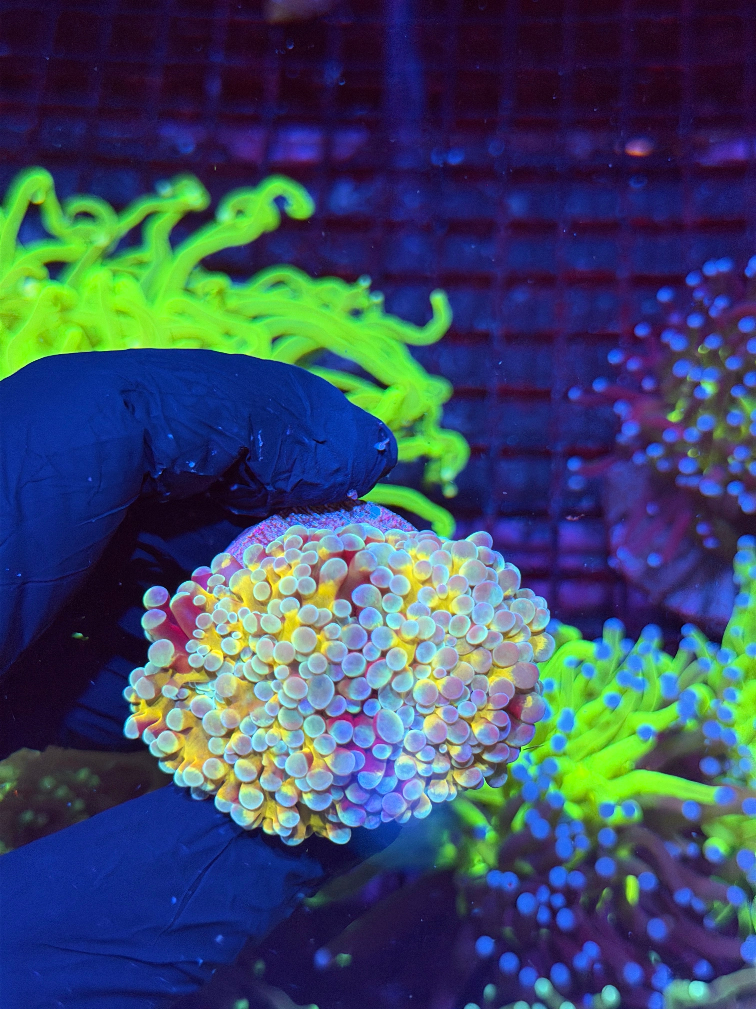 JEA Rainbow Blaster Hammer Coral 2 Heads XL 8/24