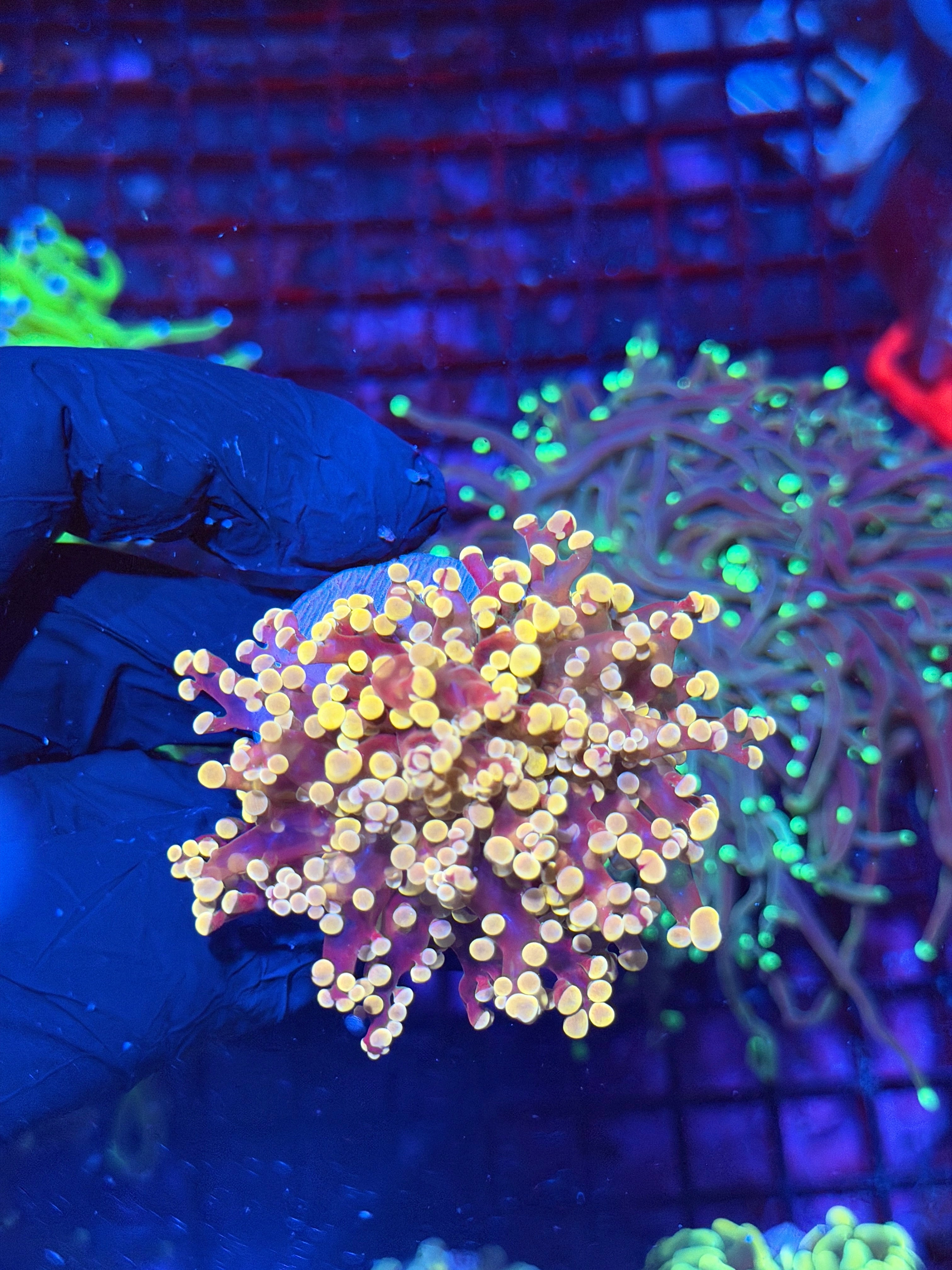JEA Princess Peach Frogspawn Coral 1 XL Head 8/23
