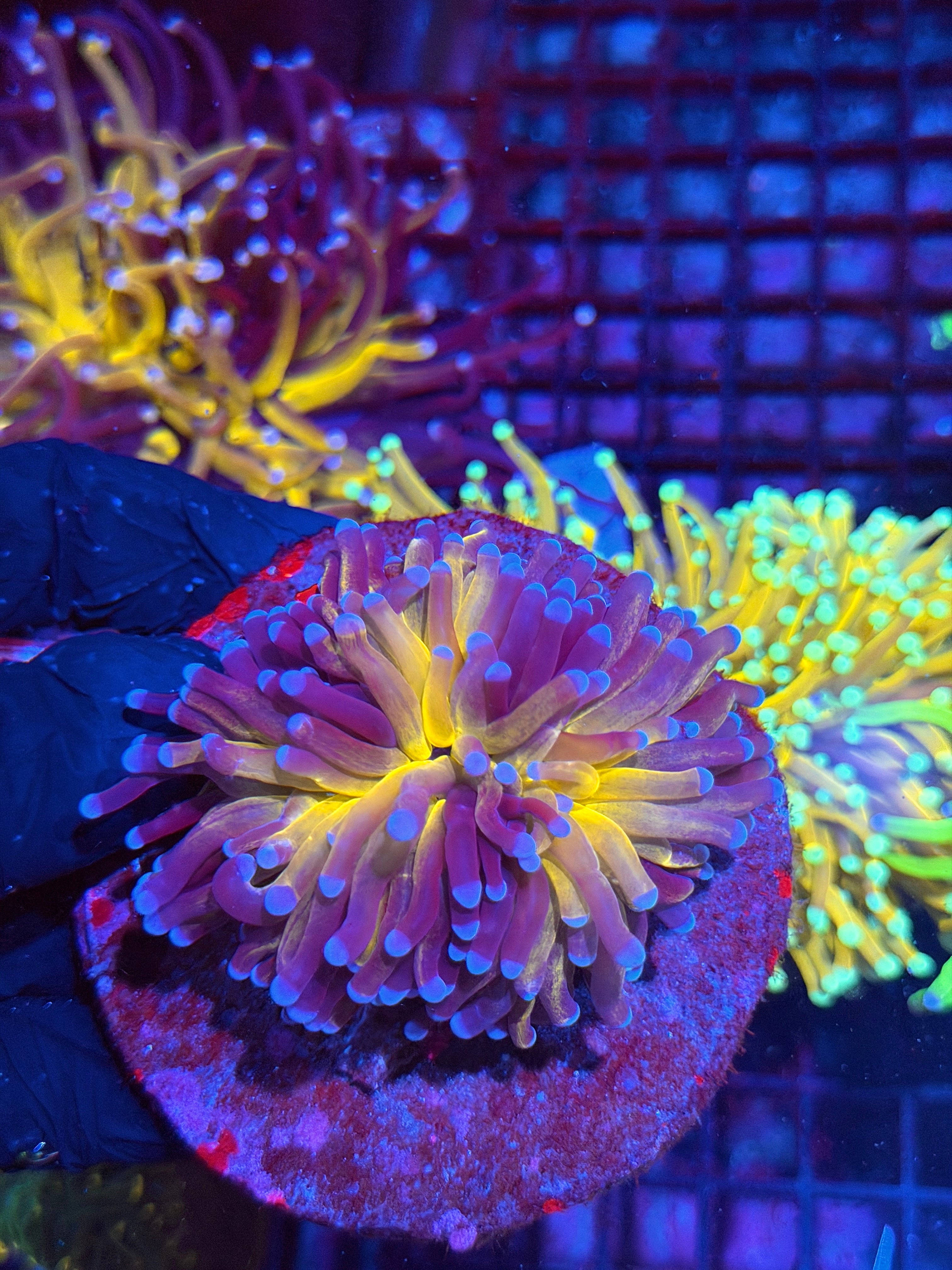 JEA Grafted Orange Tiger Torch Coral 2 Heads Splitting XXL 8/29