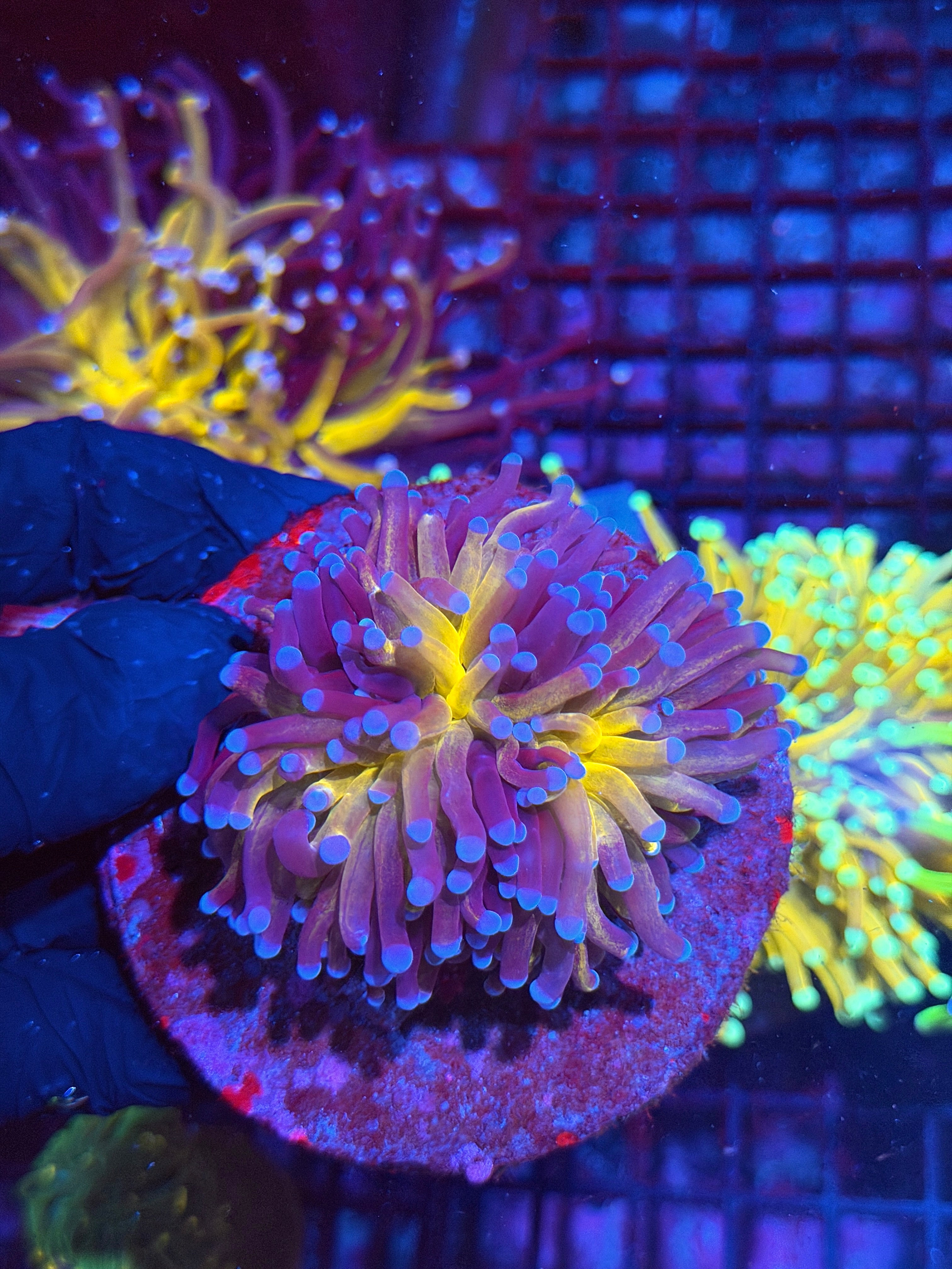 JEA Grafted Orange Tiger Torch Coral 2 Heads Splitting XXL 8/29