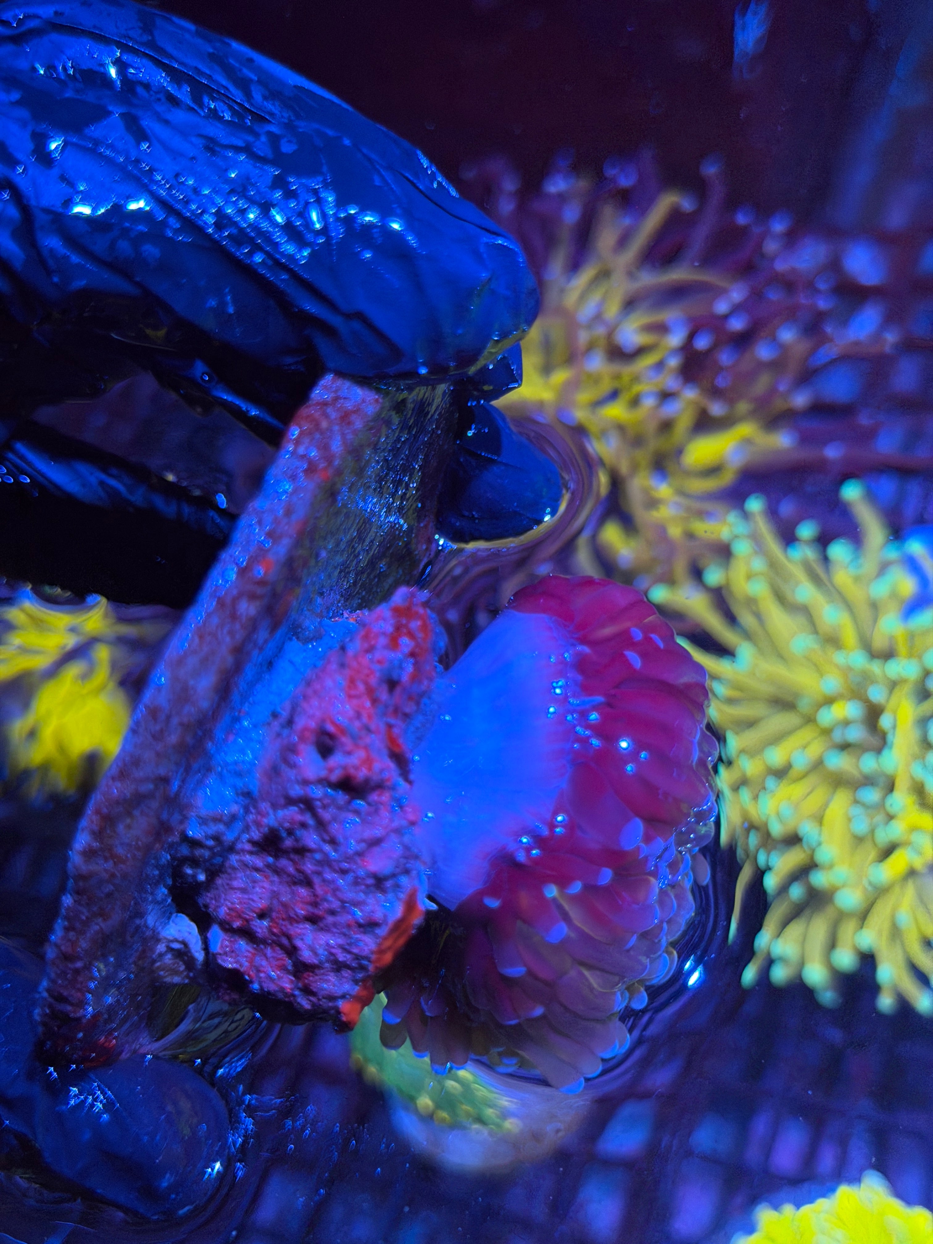 JEA Grafted Orange Tiger Torch Coral 2 Heads Splitting XXL 8/29