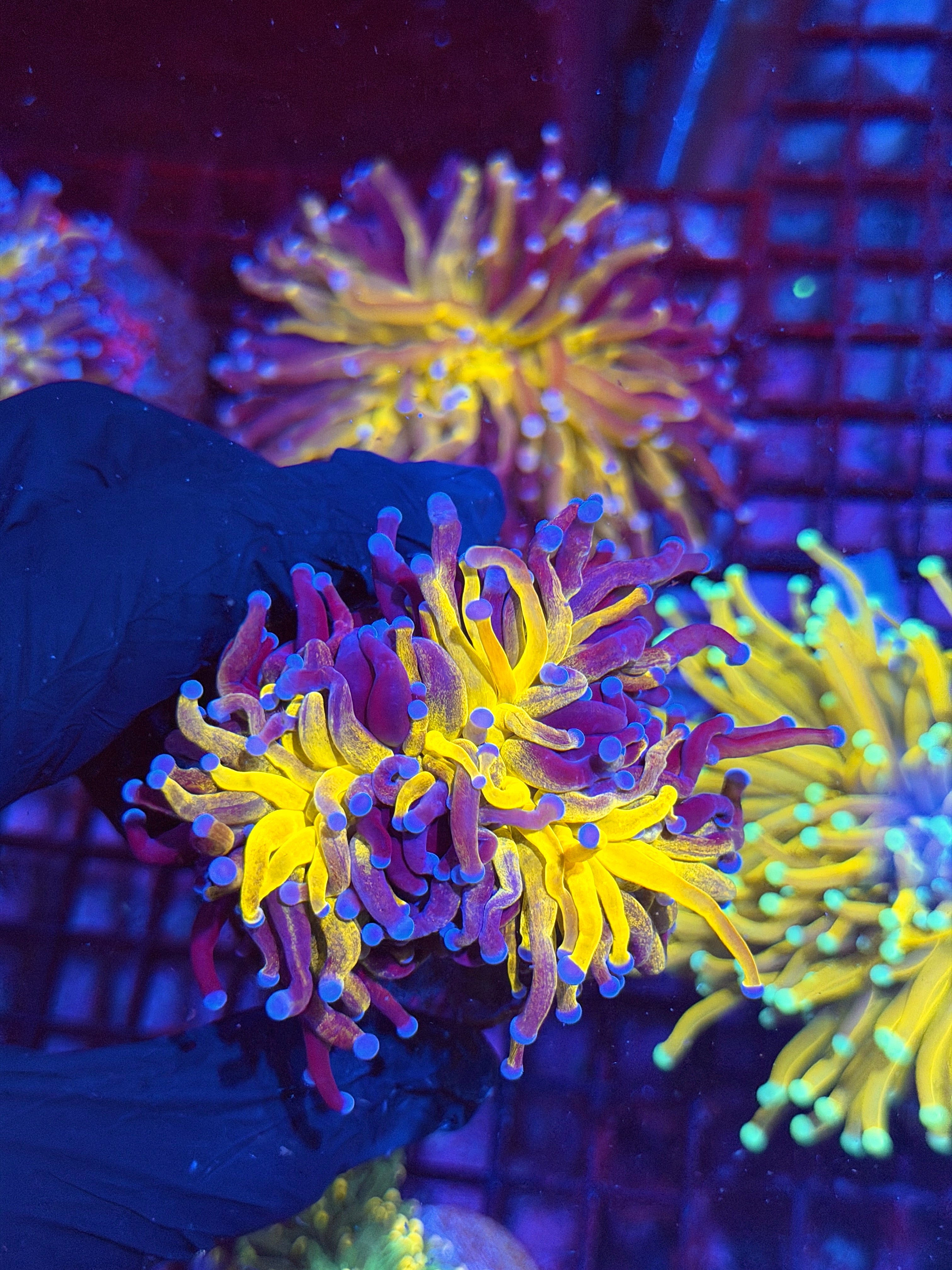 JEA Grafted Orange Tiger Torch Coral 2 Heads Splitting XXL 8/24