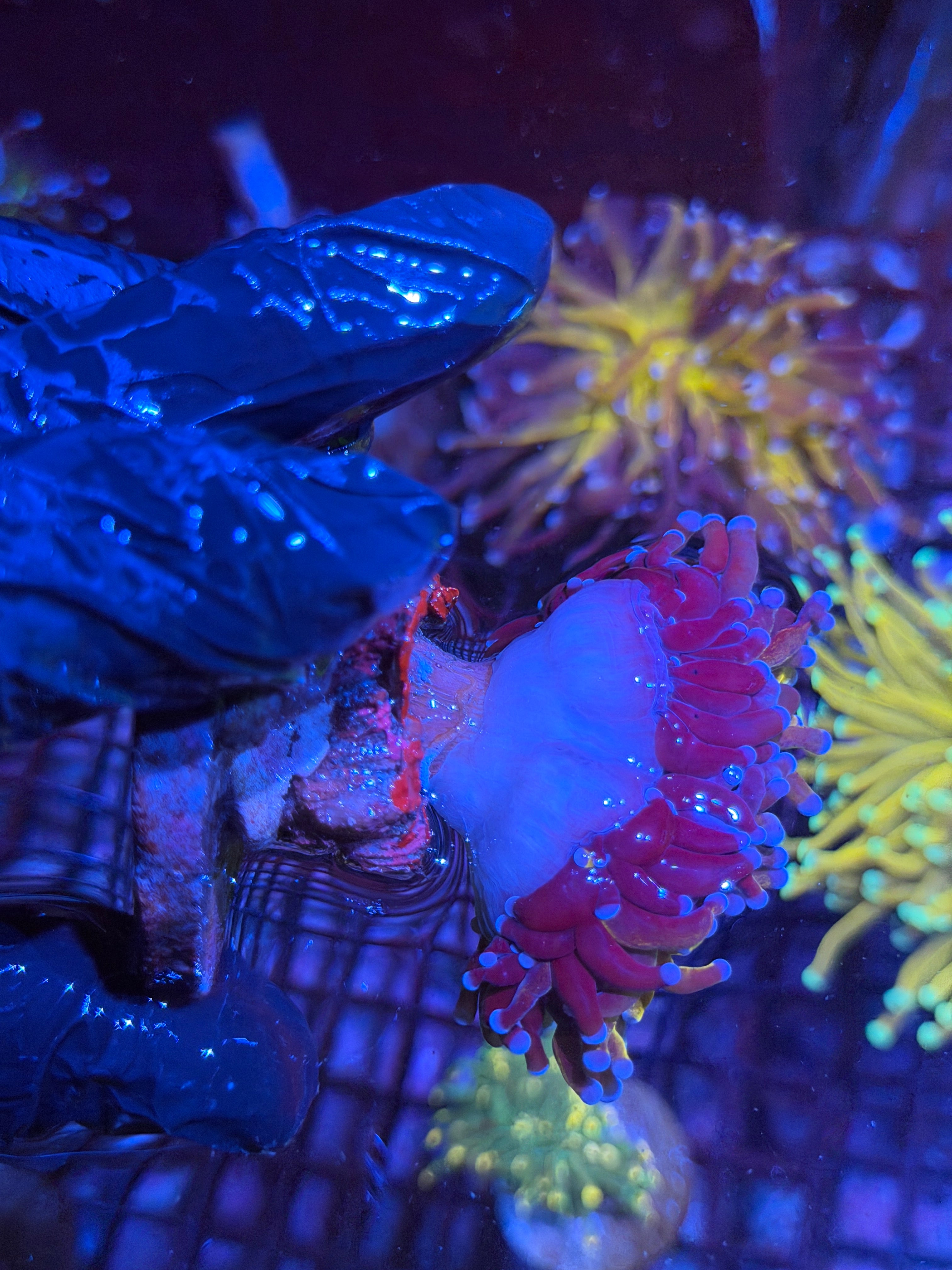 JEA Grafted Orange Tiger Torch Coral 2 Heads Splitting XXL 8/24
