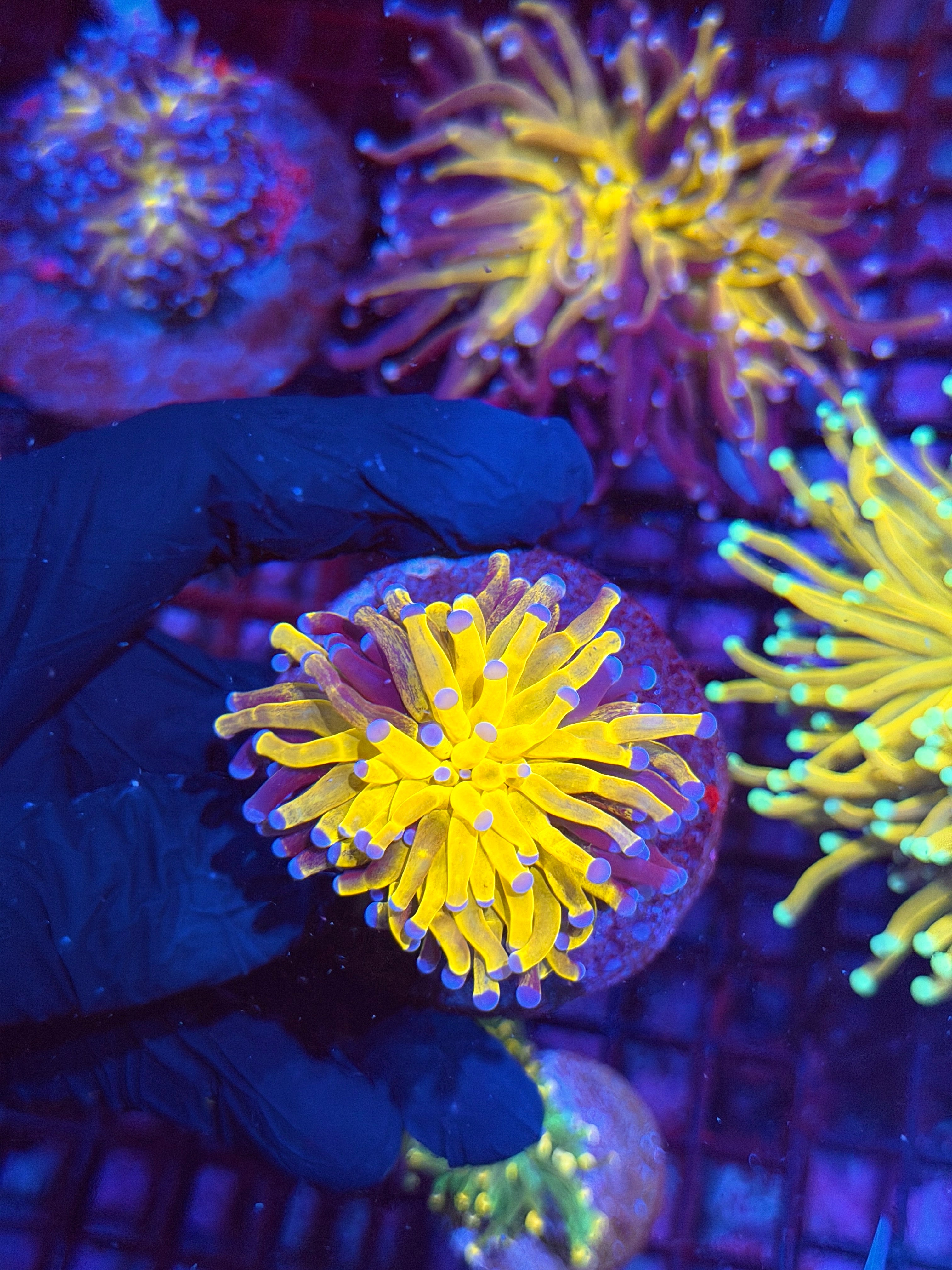 JEA Grafted Orange Tiger Torch Coral 1 XL Head 8/24