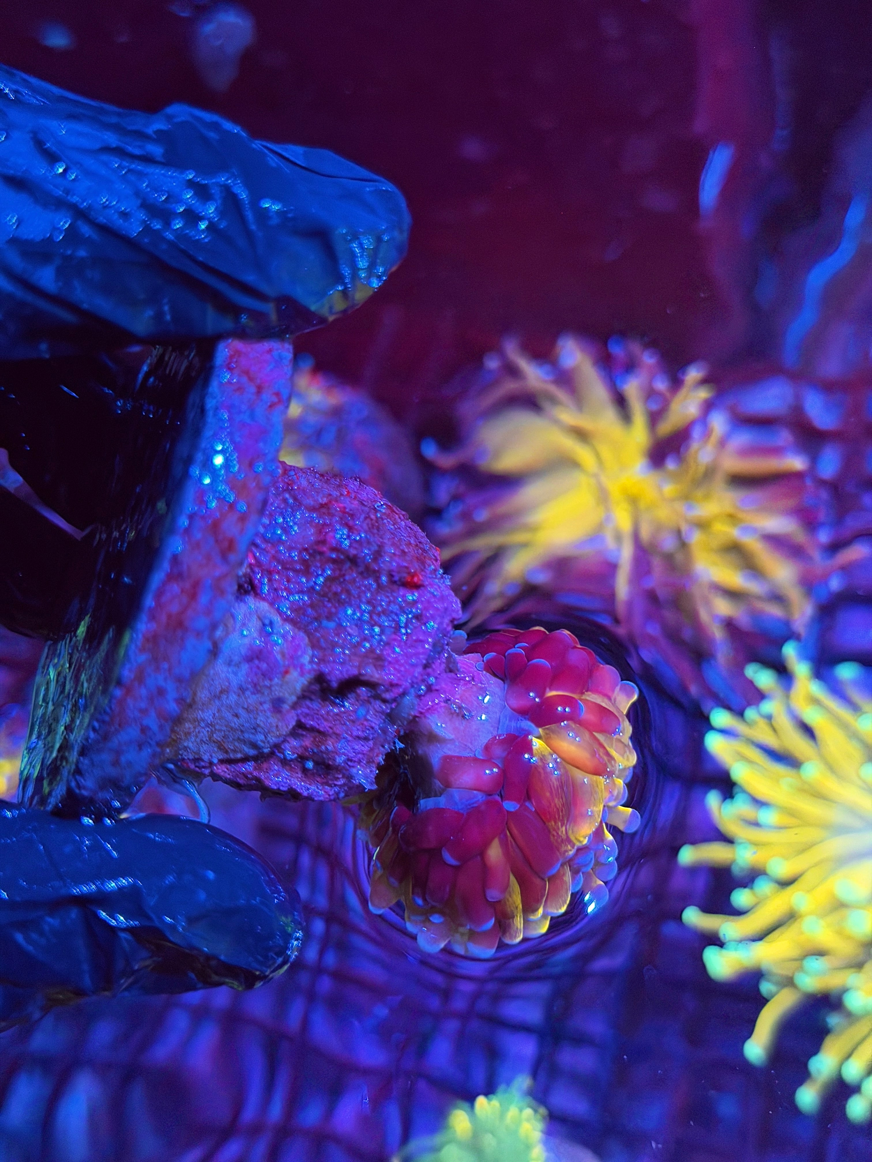 JEA Grafted Orange Tiger Torch Coral 1 XL Head 8/24